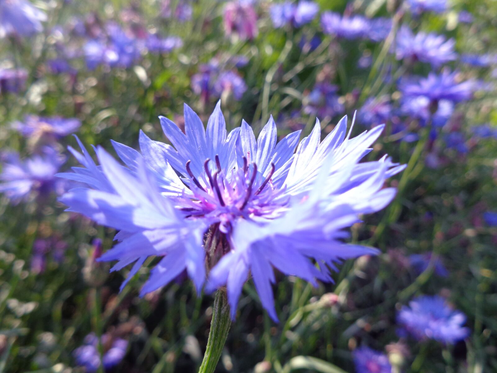 Sony Cyber-shot DSC-W730 sample photo. Field, flower, meadow photography
