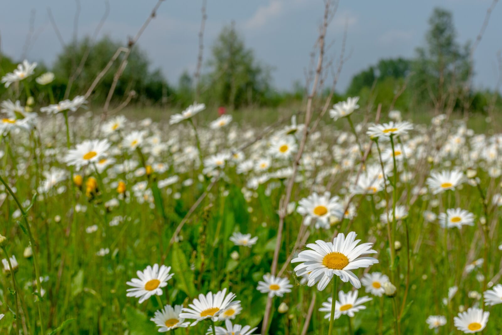 Nikon D7200 sample photo. Flowers, air, flower photography