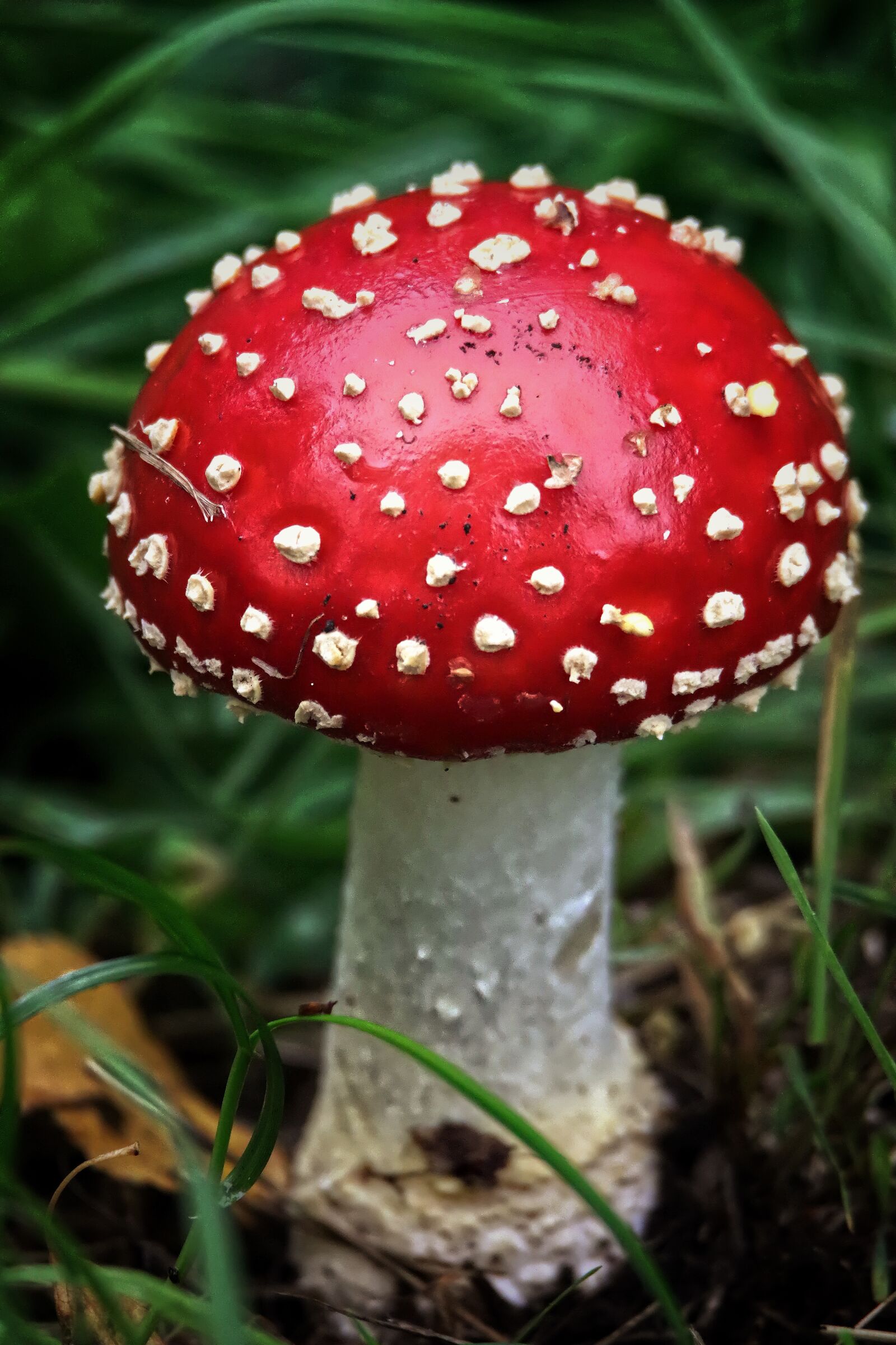 Canon EOS 200D (EOS Rebel SL2 / EOS Kiss X9) sample photo. Forest, fly agaric, autumn photography