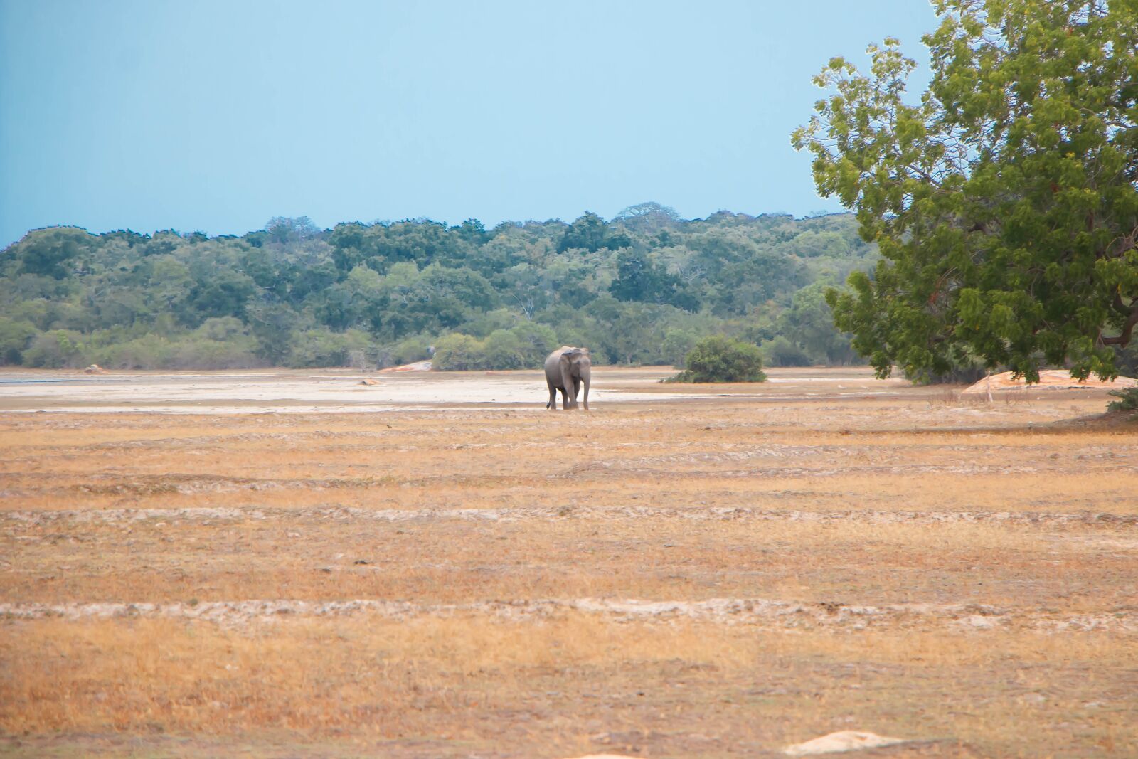 Canon EOS 70D sample photo. Asian elephant, elephant, safari photography