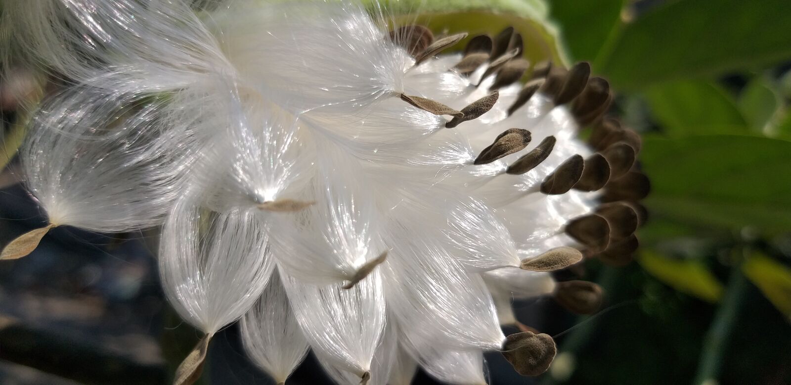 Samsung Galaxy J8 sample photo. Flying seeds, seeds, nature photography