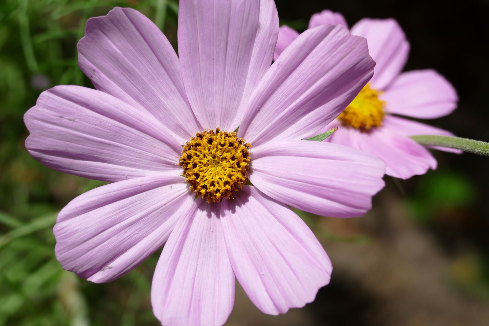 Panasonic Lumix DMC-FZ1000 sample photo. Kosmee, cosmos, pink flower photography