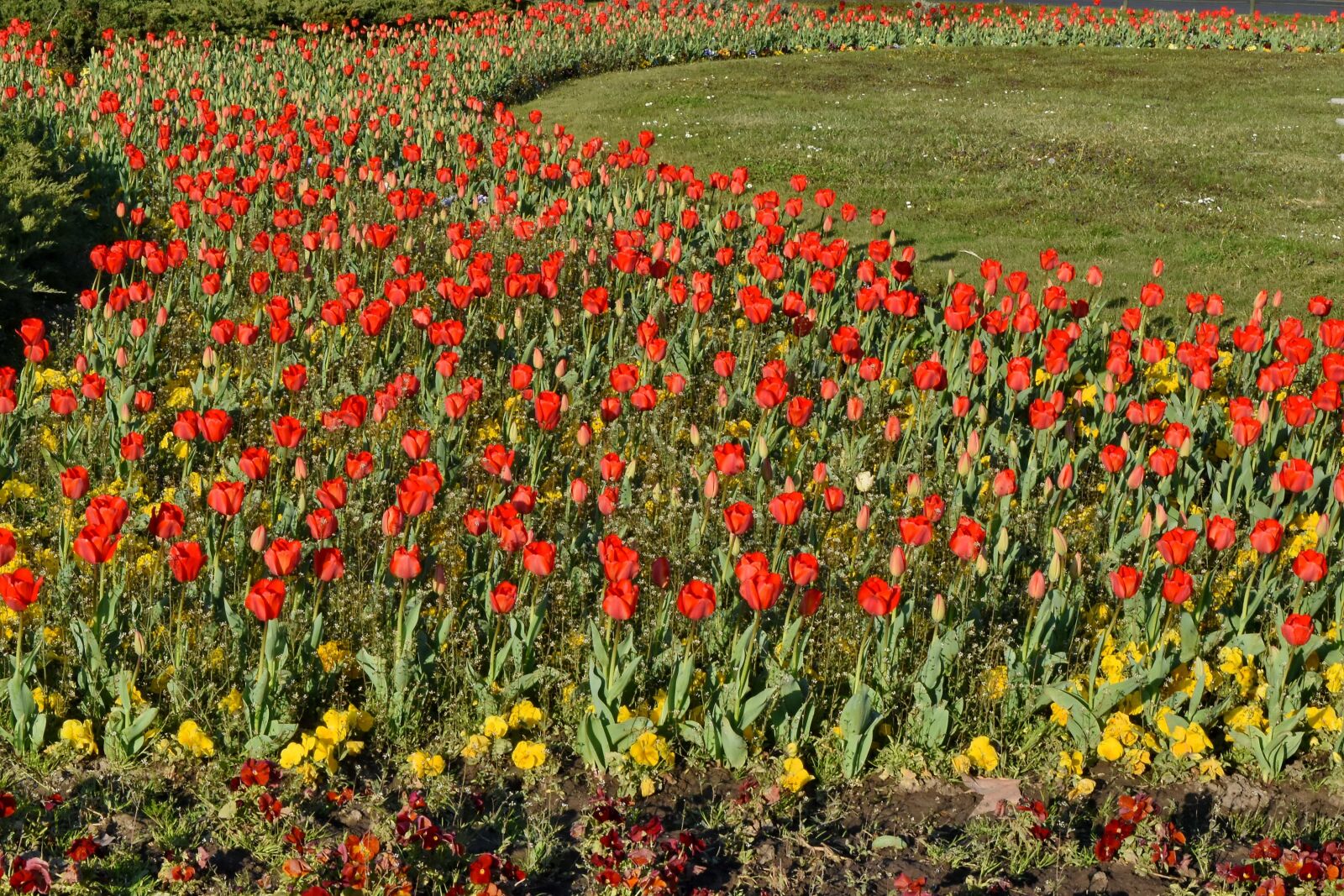 Nikon D5500 sample photo. Flowers, spring, flower, field photography