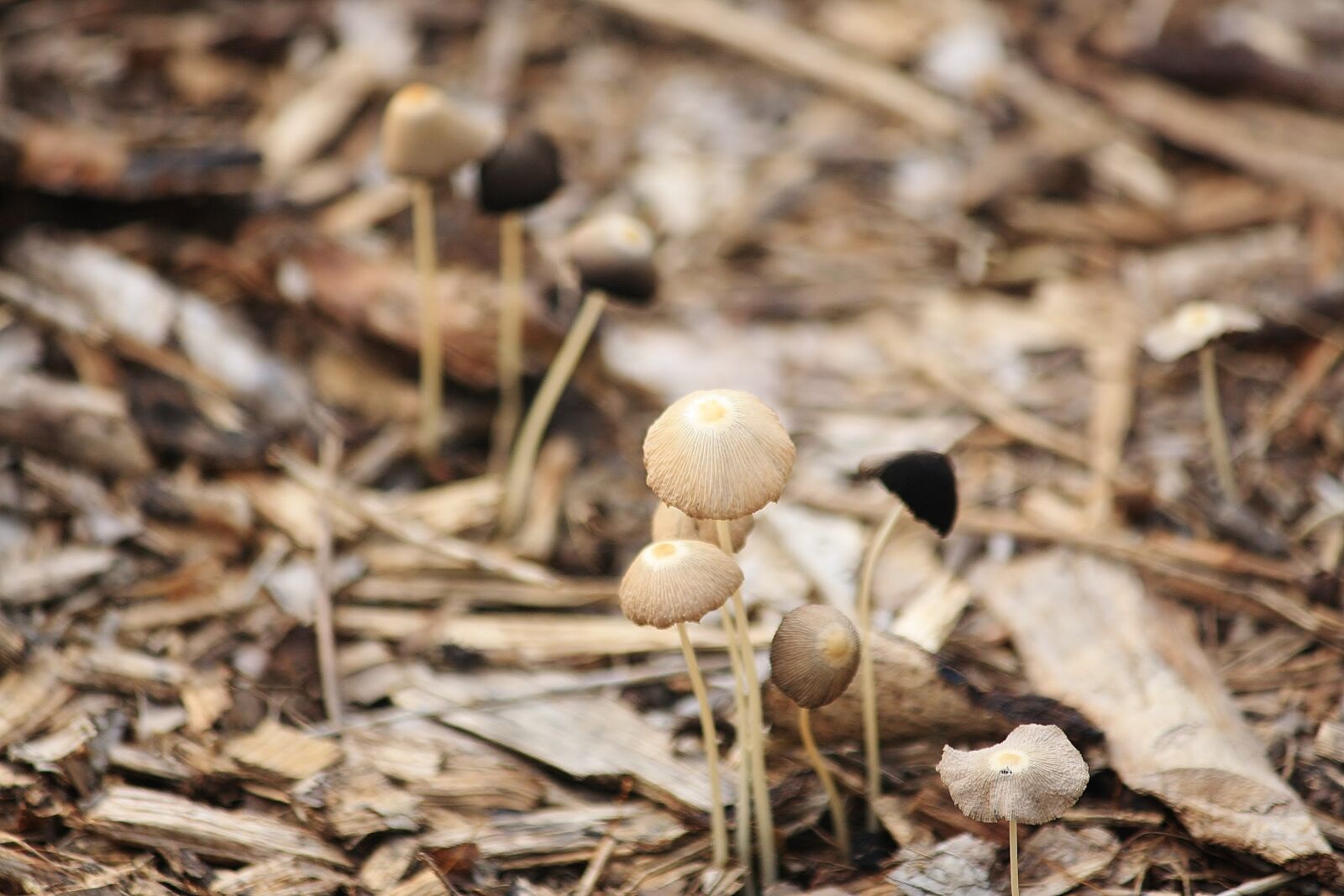 Canon EOS 1000D (EOS Digital Rebel XS / EOS Kiss F) sample photo. Mushroom, brown, woodchips photography