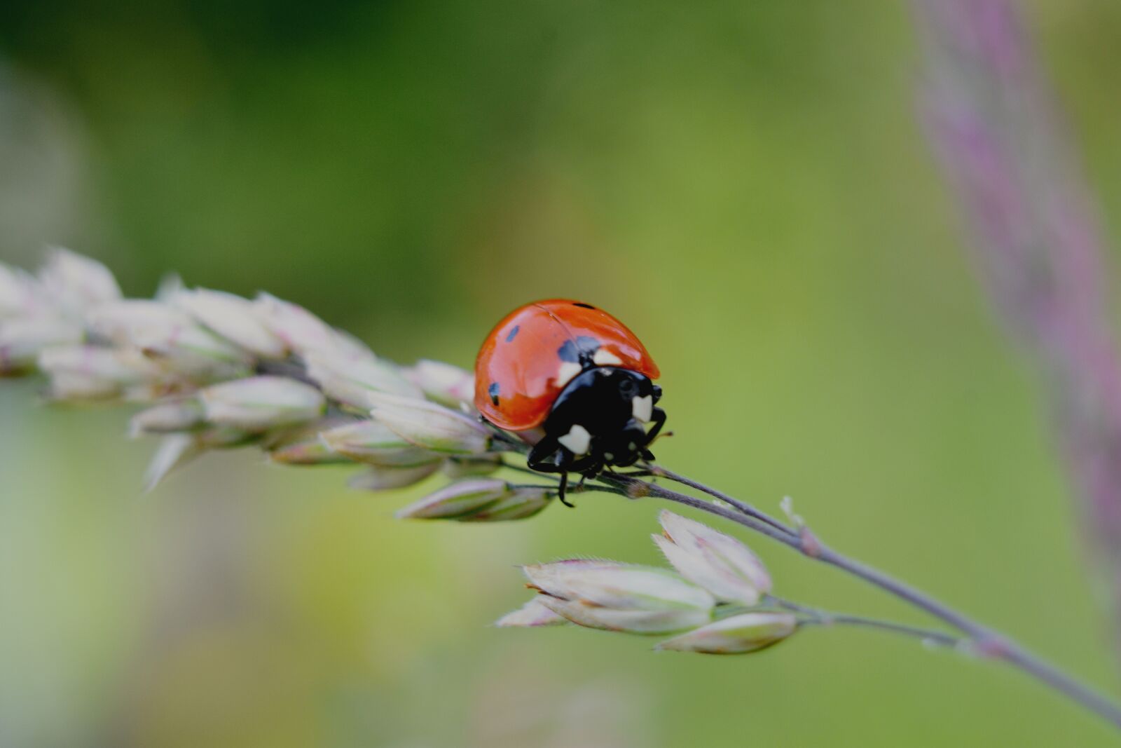 Nikon D3400 sample photo. Ladybug, insect, nature photography