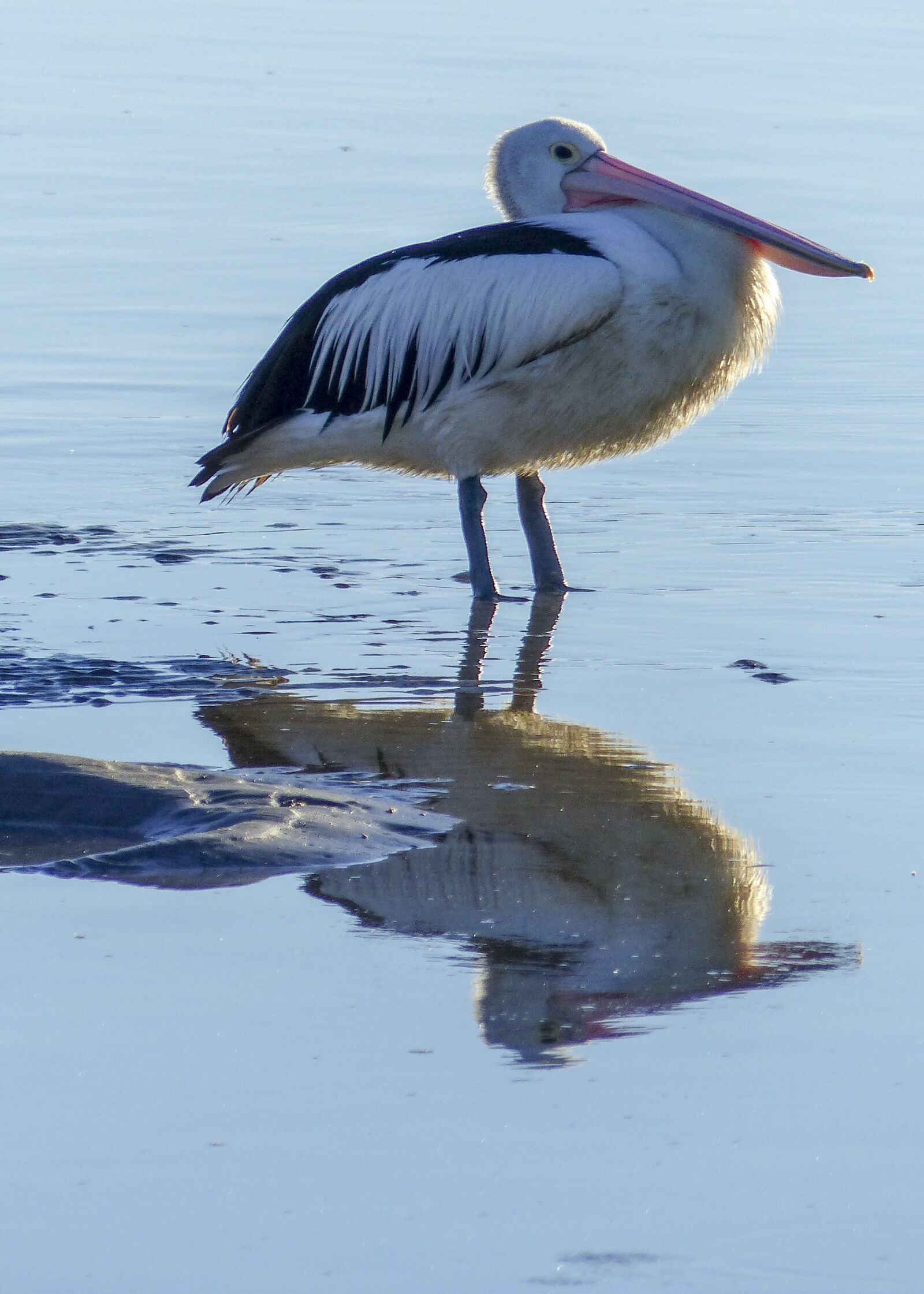 Panasonic Lumix DMC-FZ200 sample photo. Pelican, water, bird photography