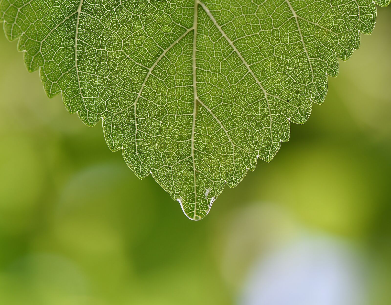 Nikon D750 sample photo. Green, leaf, macro photography