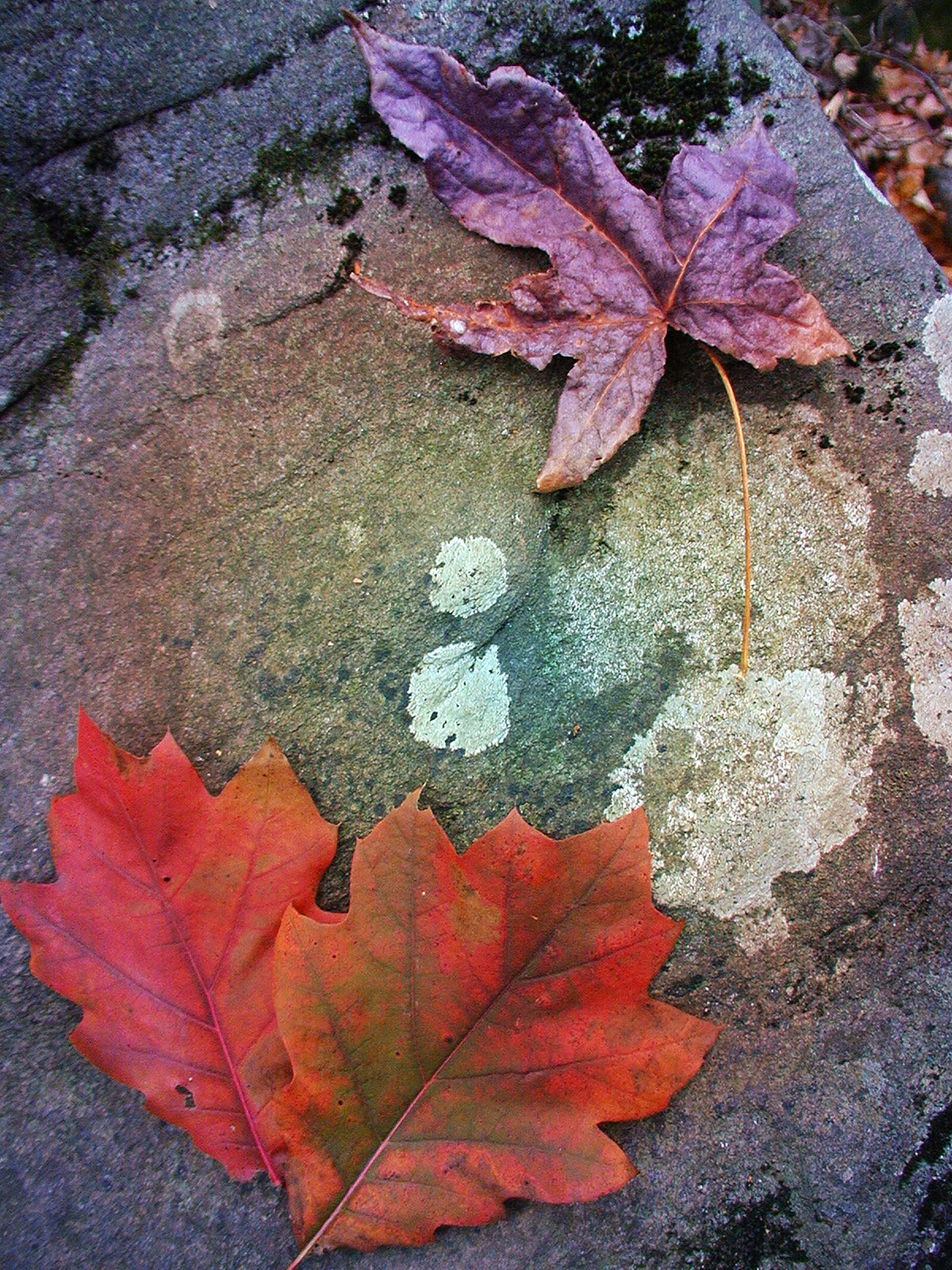Olympus C2000Z sample photo. Autumn, leaves, stone photography