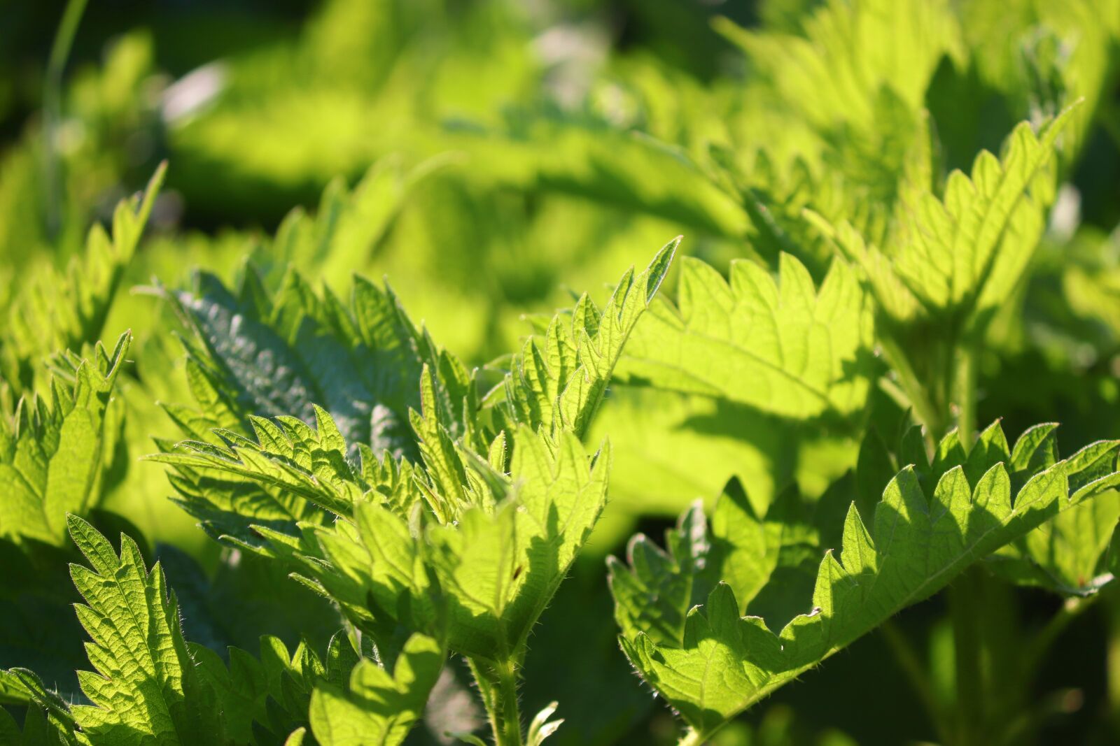 Canon EOS 200D (EOS Rebel SL2 / EOS Kiss X9) sample photo. Stinging nettle, urtica, nettle photography