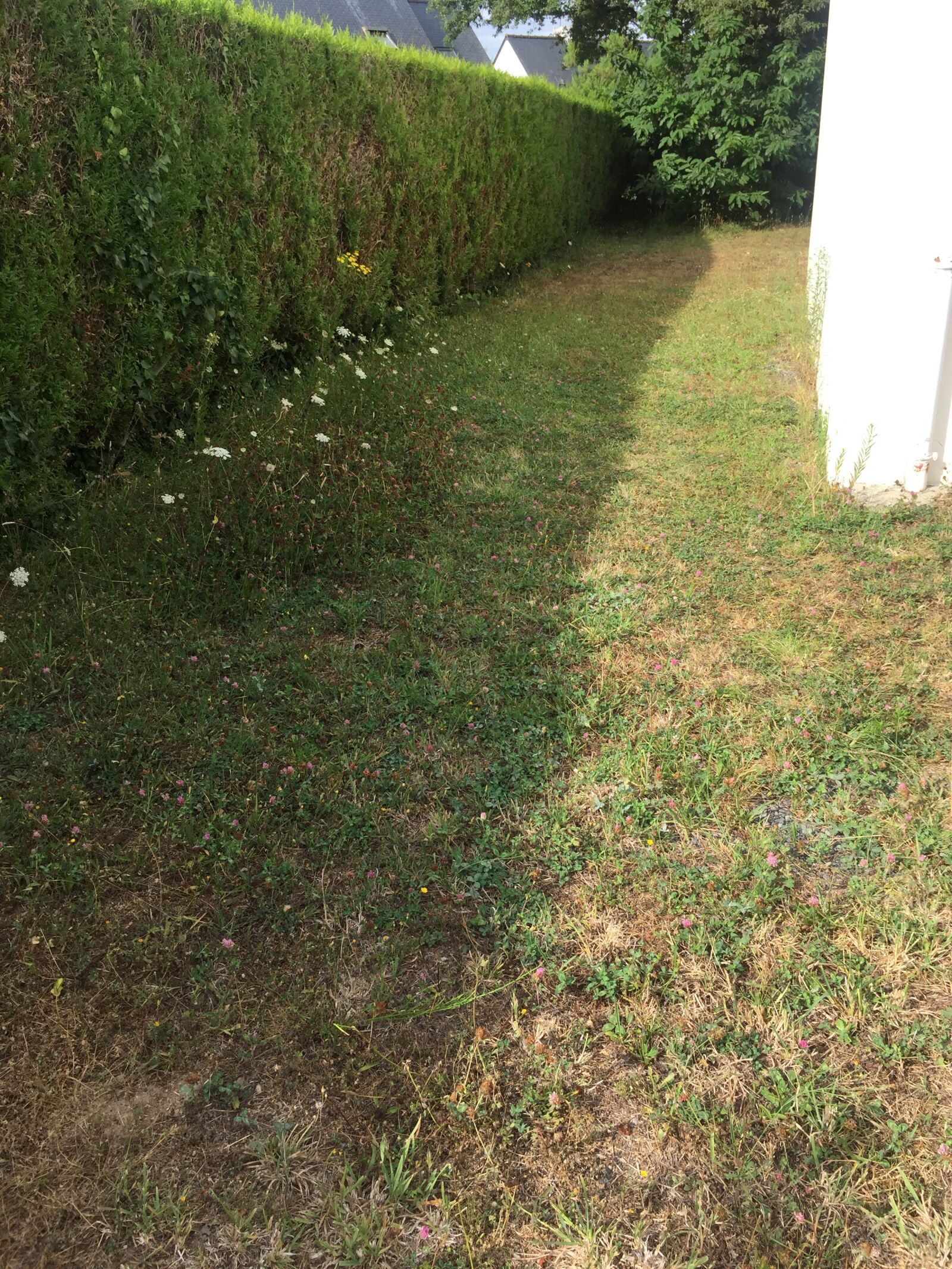 iPhone 6 Plus back camera 4.15mm f/2.2 sample photo. Turf, lawn, hedge photography