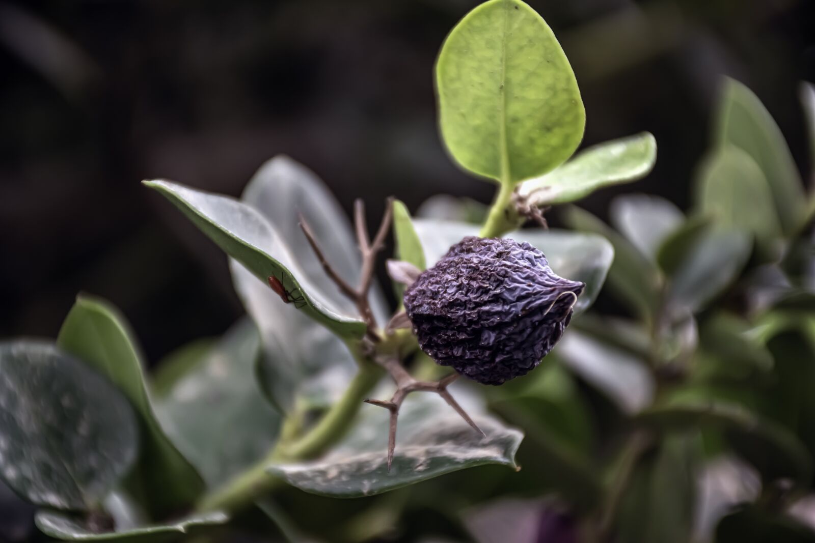Nikon D5600 sample photo. Autumn, plant, nature photography