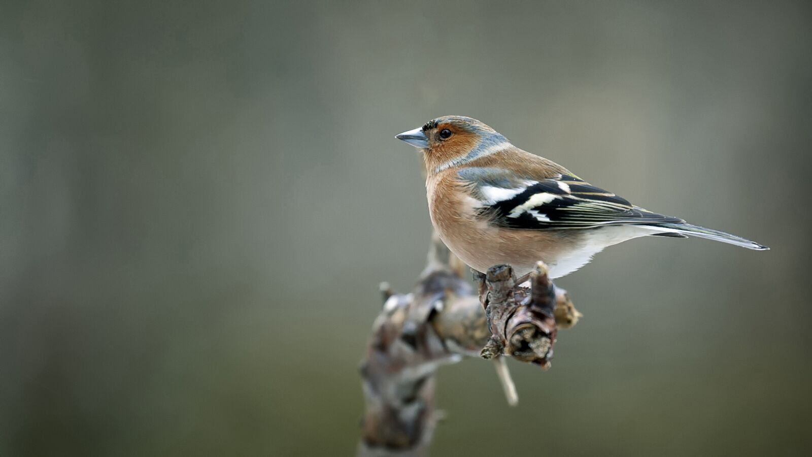 Canon EOS-1Ds Mark III sample photo. Bird, chaffinch, nature photography