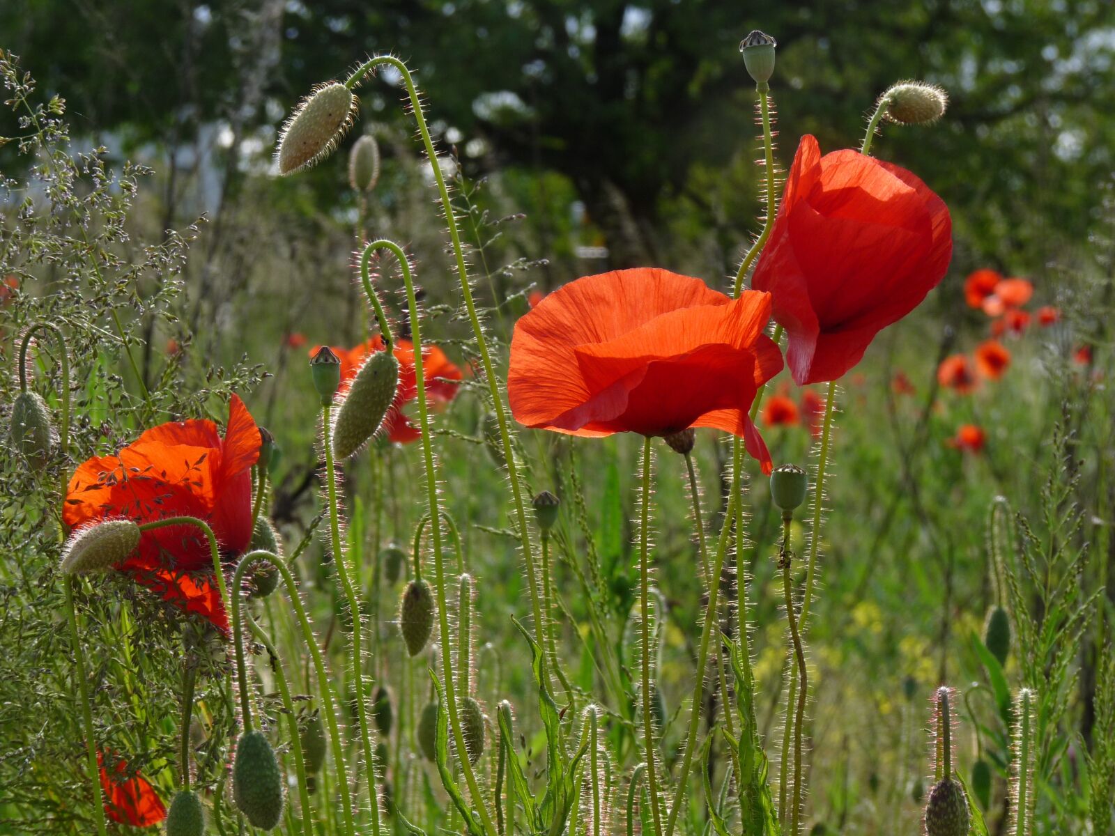 Panasonic Lumix DMC-FZ28 sample photo. Red poppy, nature, poppy photography
