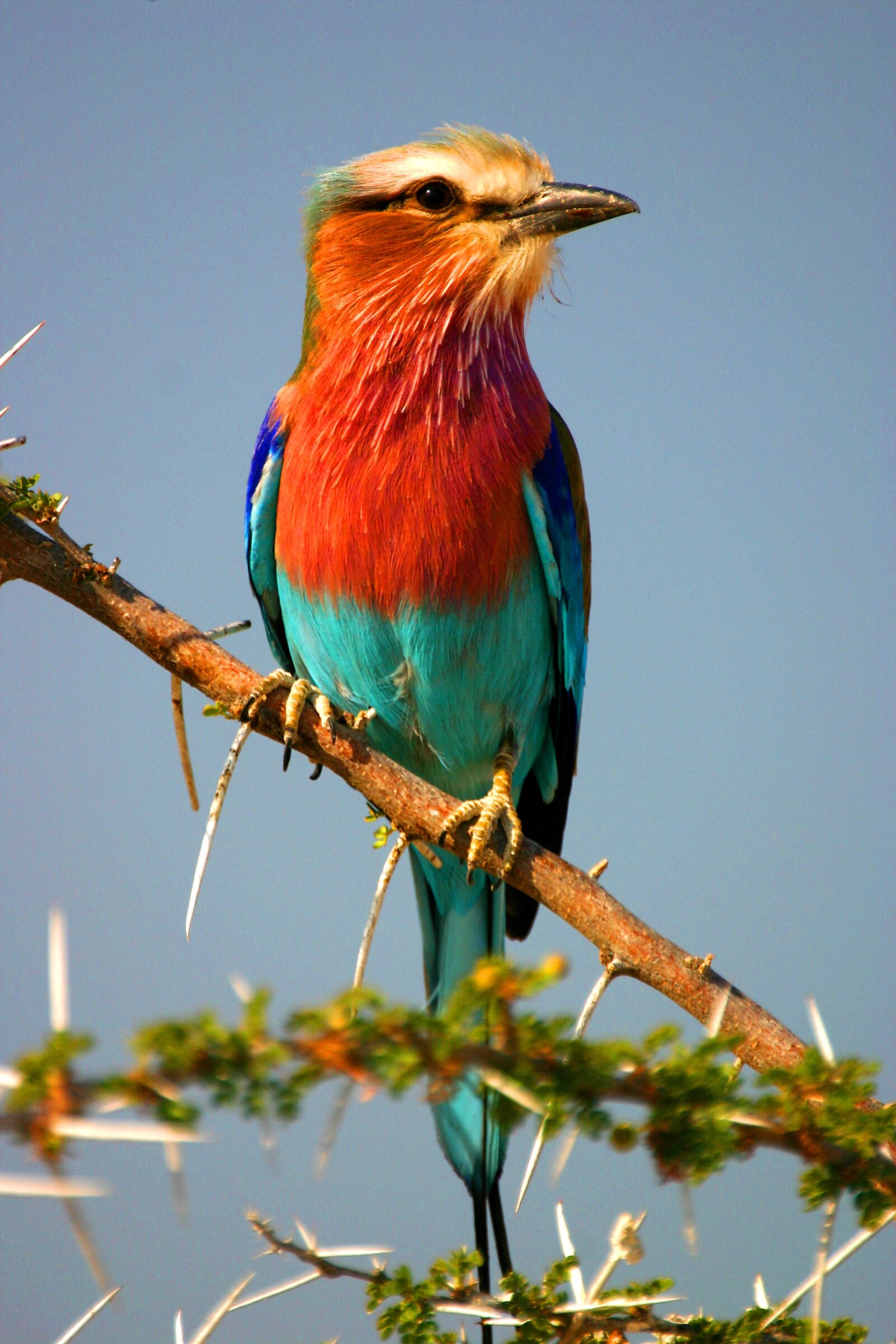 Canon EOS 300D (EOS Digital Rebel / EOS Kiss Digital) sample photo. Forked roller, bird, africa photography