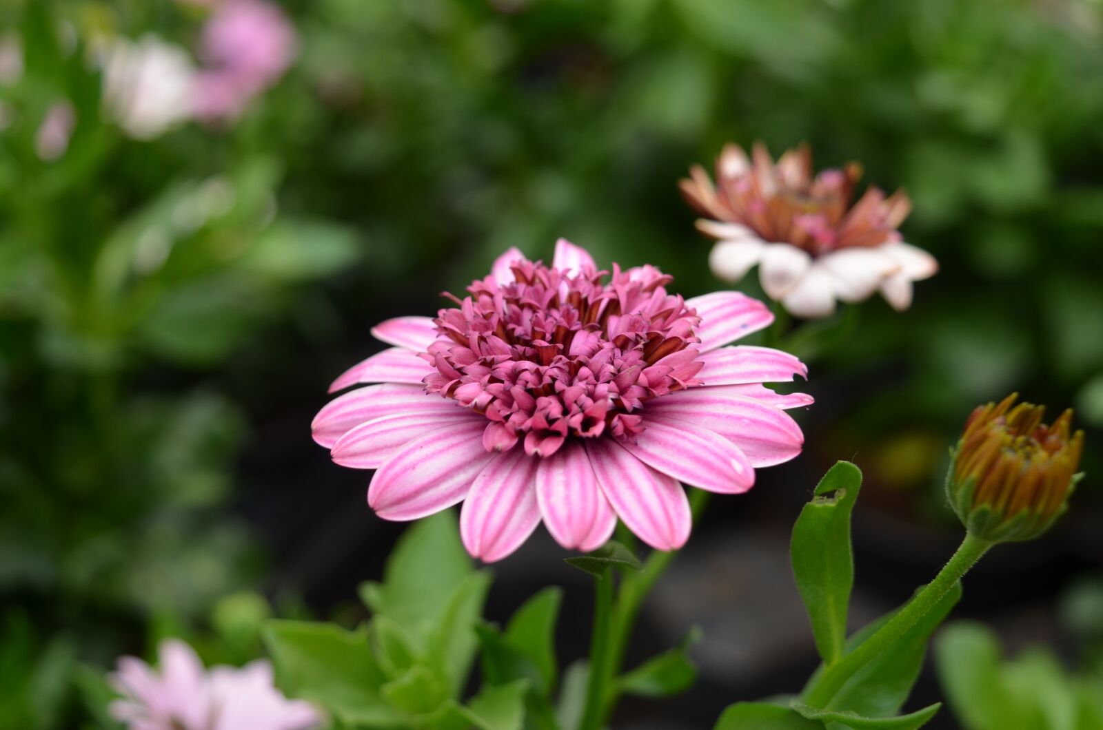 Nikon D7000 sample photo. Plant, flower, floral photography