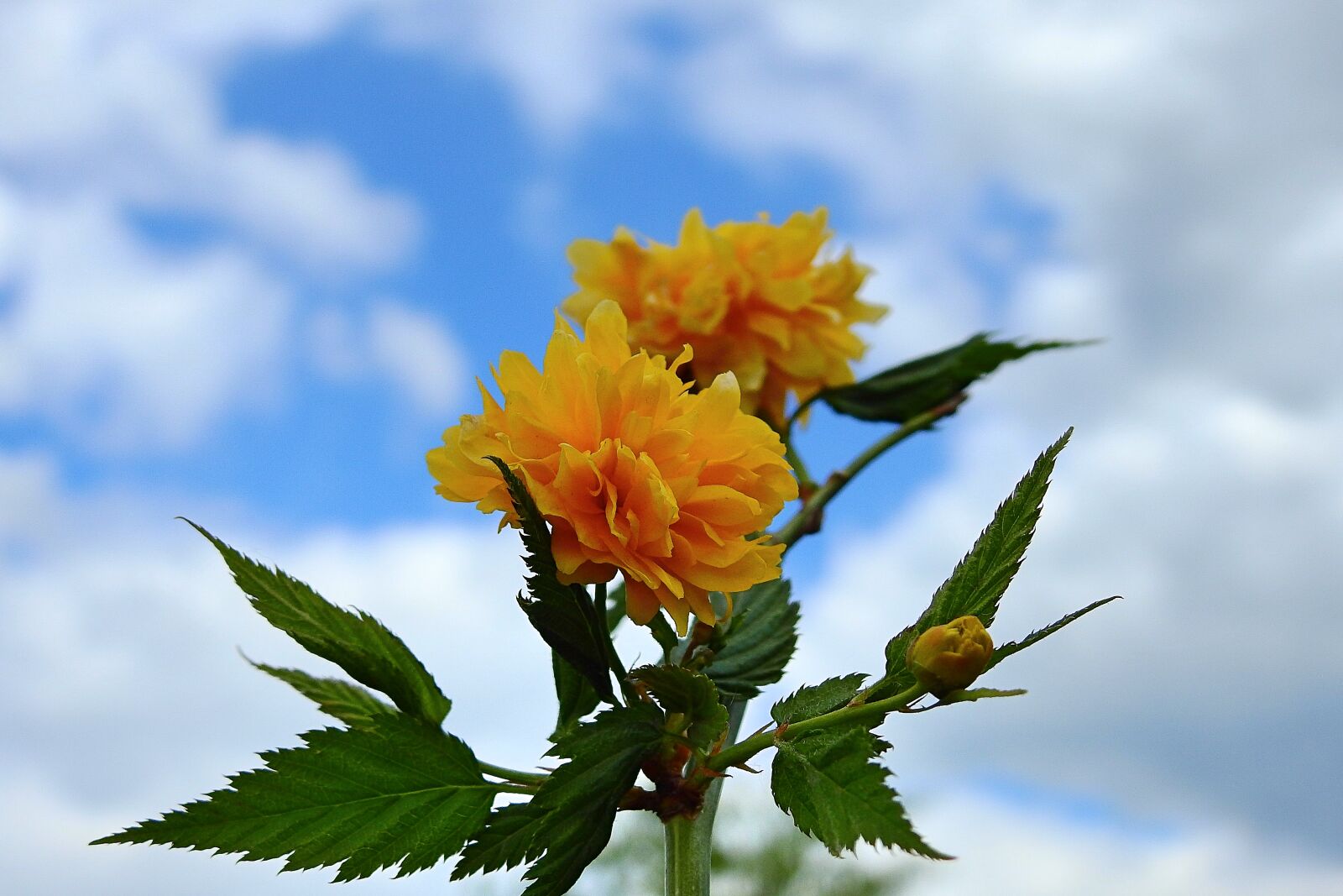 Nikon Coolpix P900 sample photo. Flowers, sky, clouds photography
