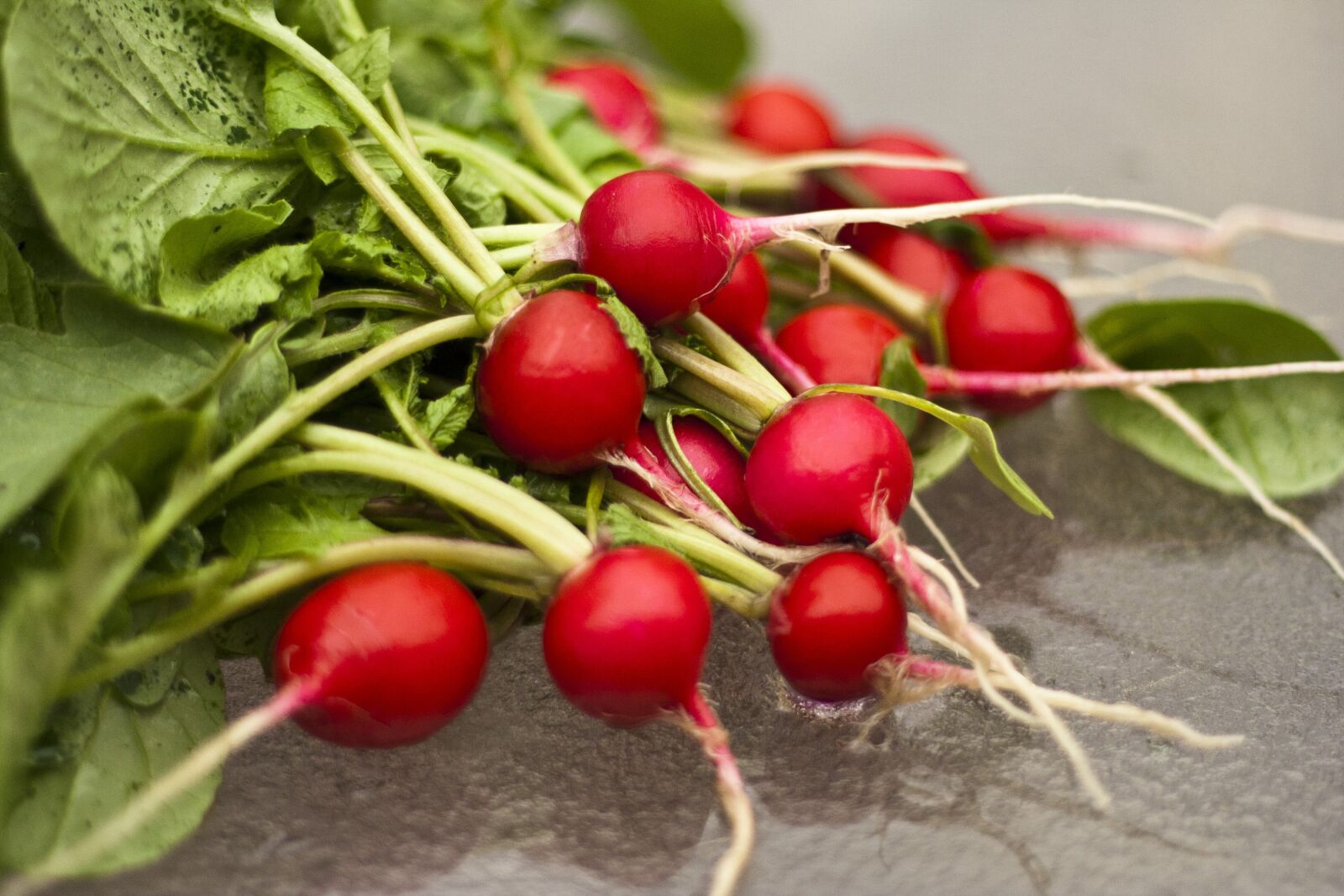 Canon EOS 350D (EOS Digital Rebel XT / EOS Kiss Digital N) sample photo. Radish, radishes, garden photography
