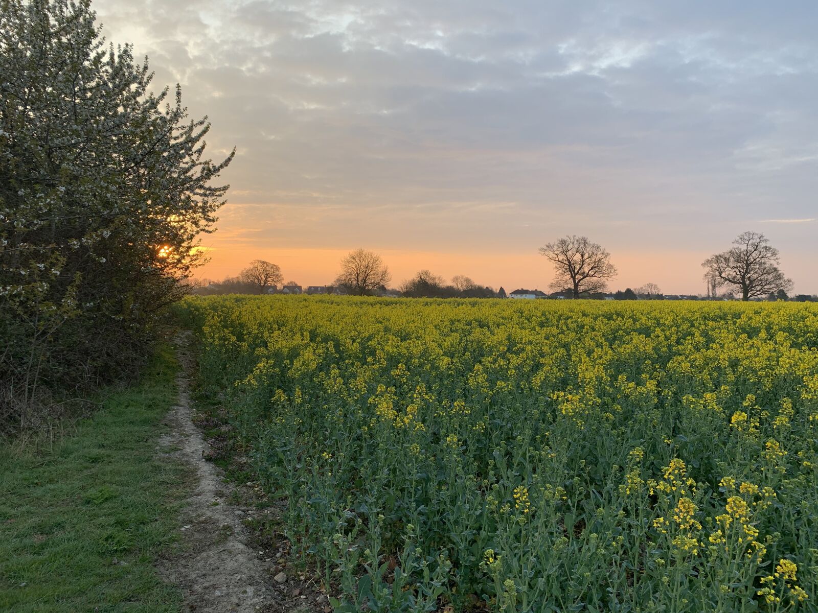 iPhone XS back dual camera 4.25mm f/1.8 sample photo. Sunrise, field, nature photography
