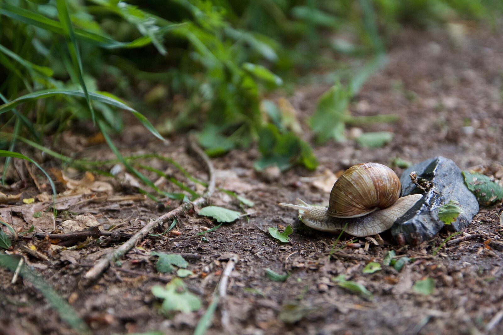 Canon EOS 60D sample photo. Snail, nature, mollusk photography