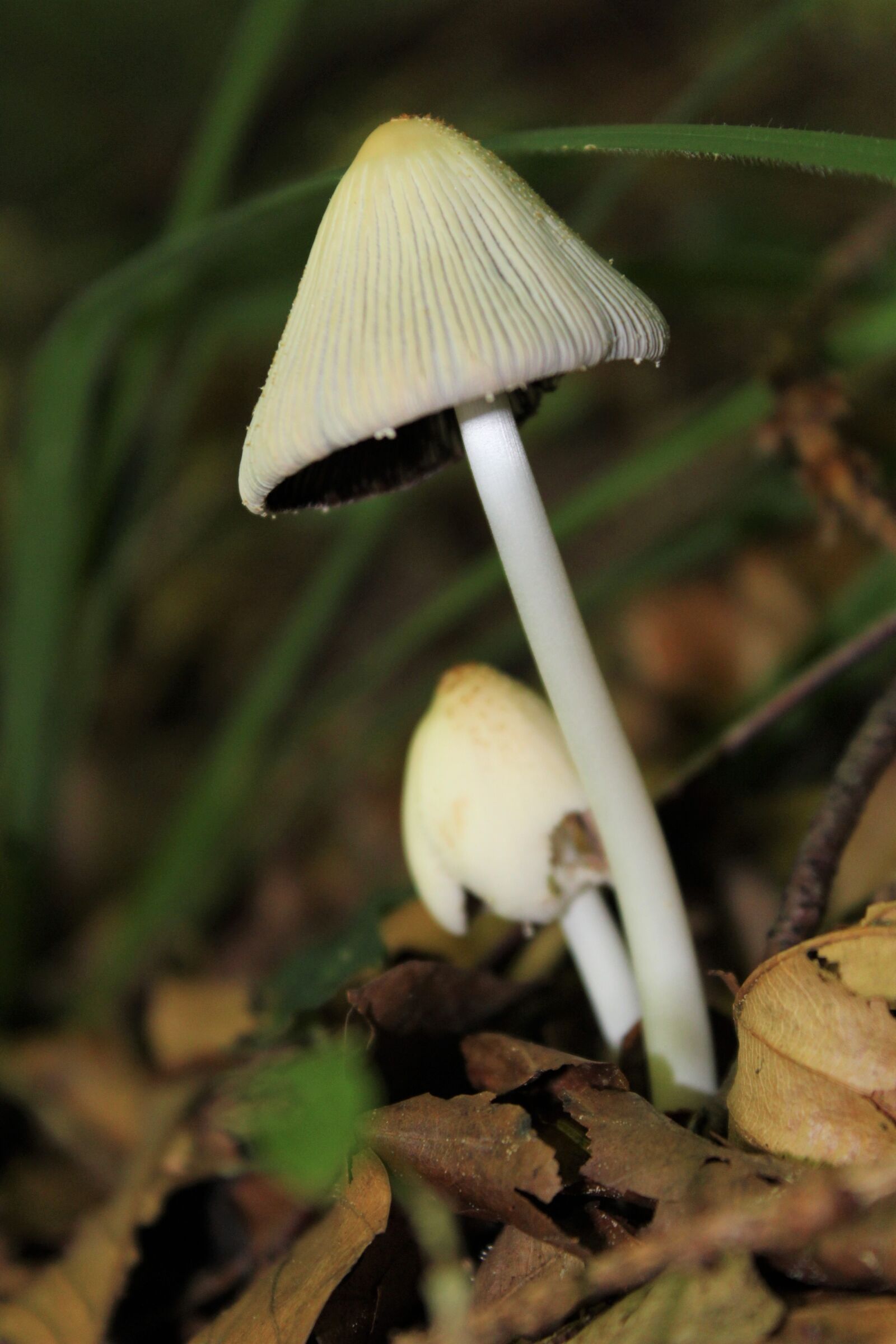 Canon EOS 1200D (EOS Rebel T5 / EOS Kiss X70 / EOS Hi) sample photo. Mushroom, forest, autumn photography