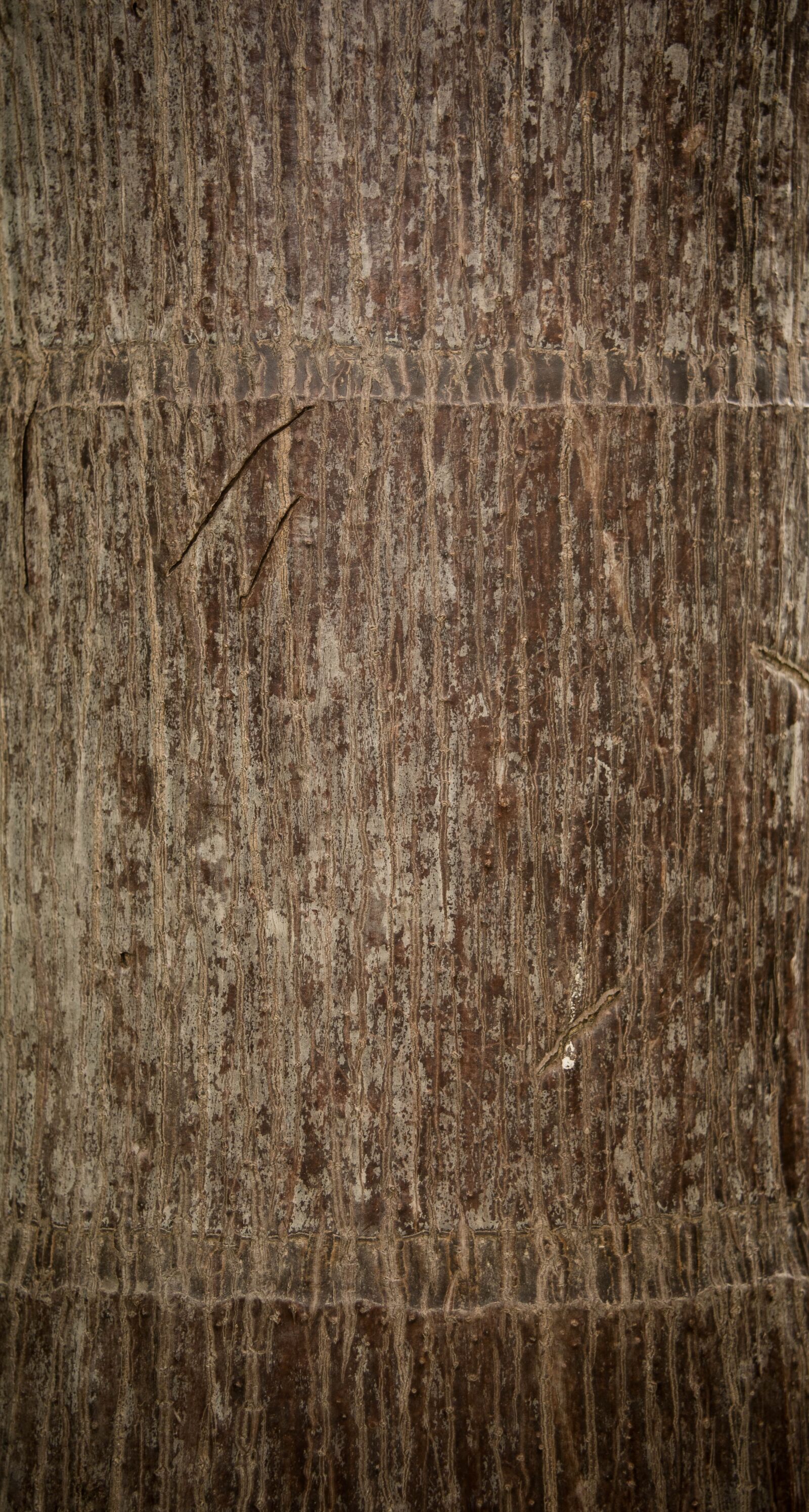 Nikon D5200 sample photo. Abstract, aging, background photography