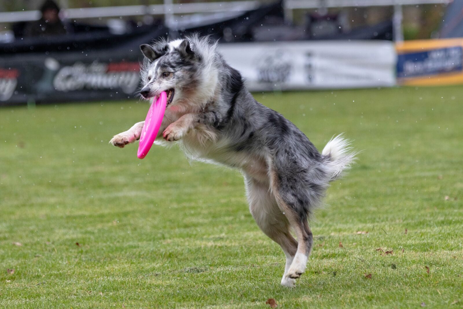 Canon EOS 80D sample photo. Frisbee, dogfrisbee, dog photography