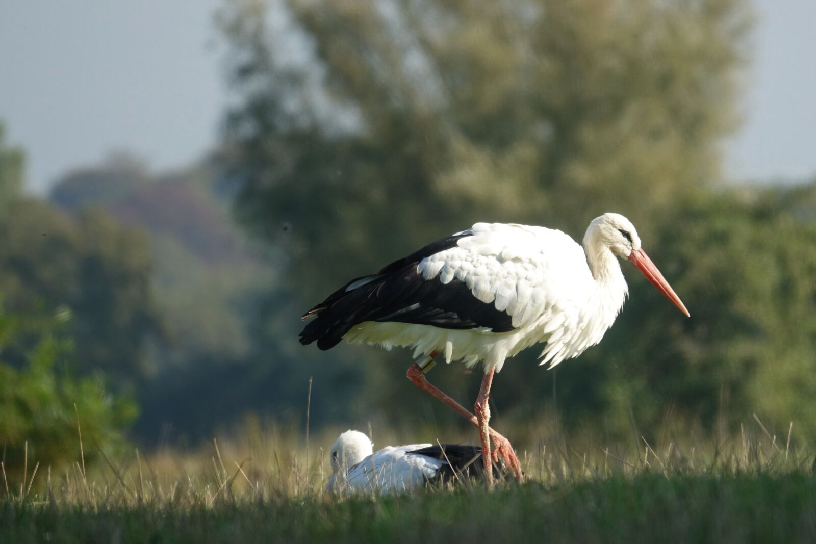 Sony Cyber-shot DSC-RX10 III sample photo. Stork, bird, beak photography