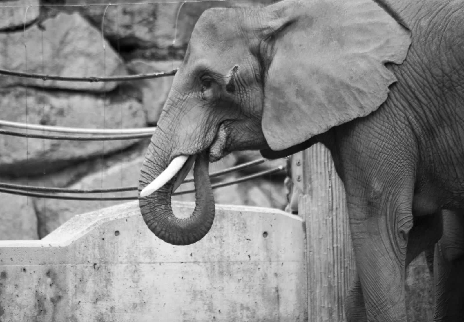 Canon EOS 6D sample photo. Elephant, powerful, animal world photography
