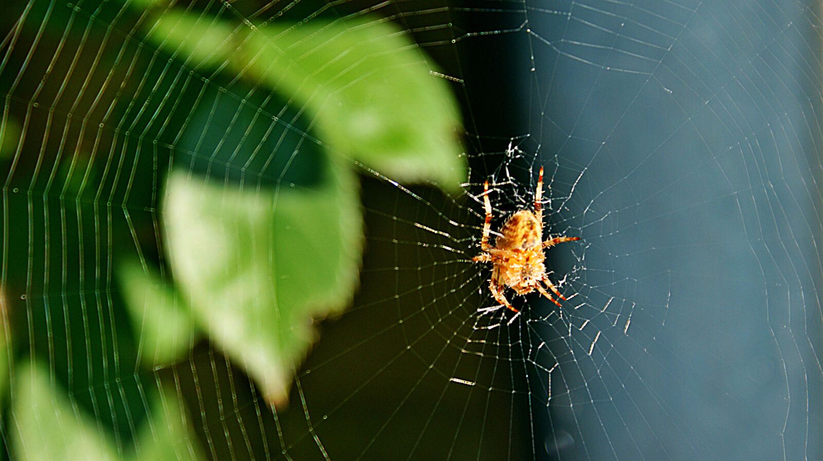 Sony Alpha DSLR-A350 sample photo. Spin, garden spider, back photography