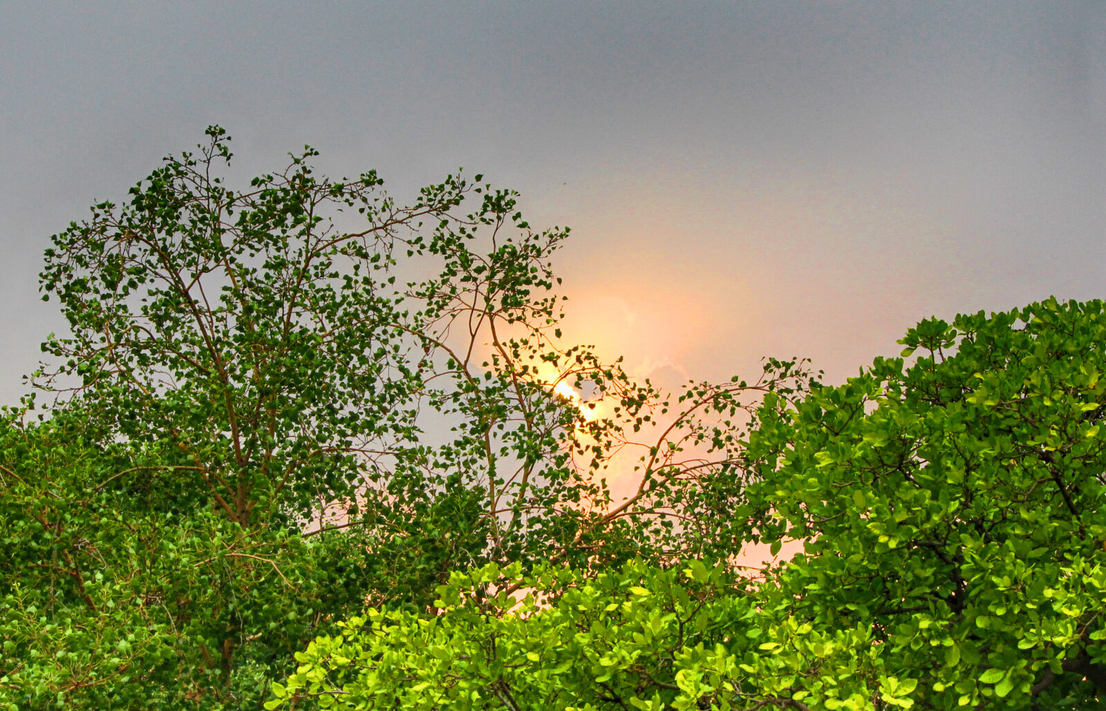 Canon EOS 1200D (EOS Rebel T5 / EOS Kiss X70 / EOS Hi) sample photo. Nature, streets, sunset, trees photography