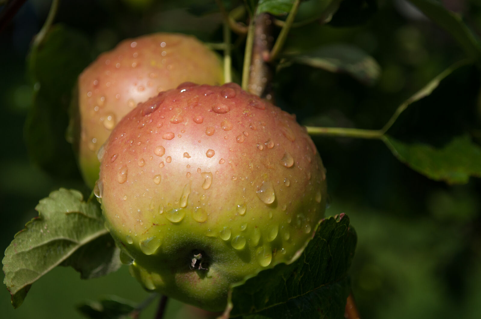 Nikon D5000 sample photo. Apples, branch, drops, of photography