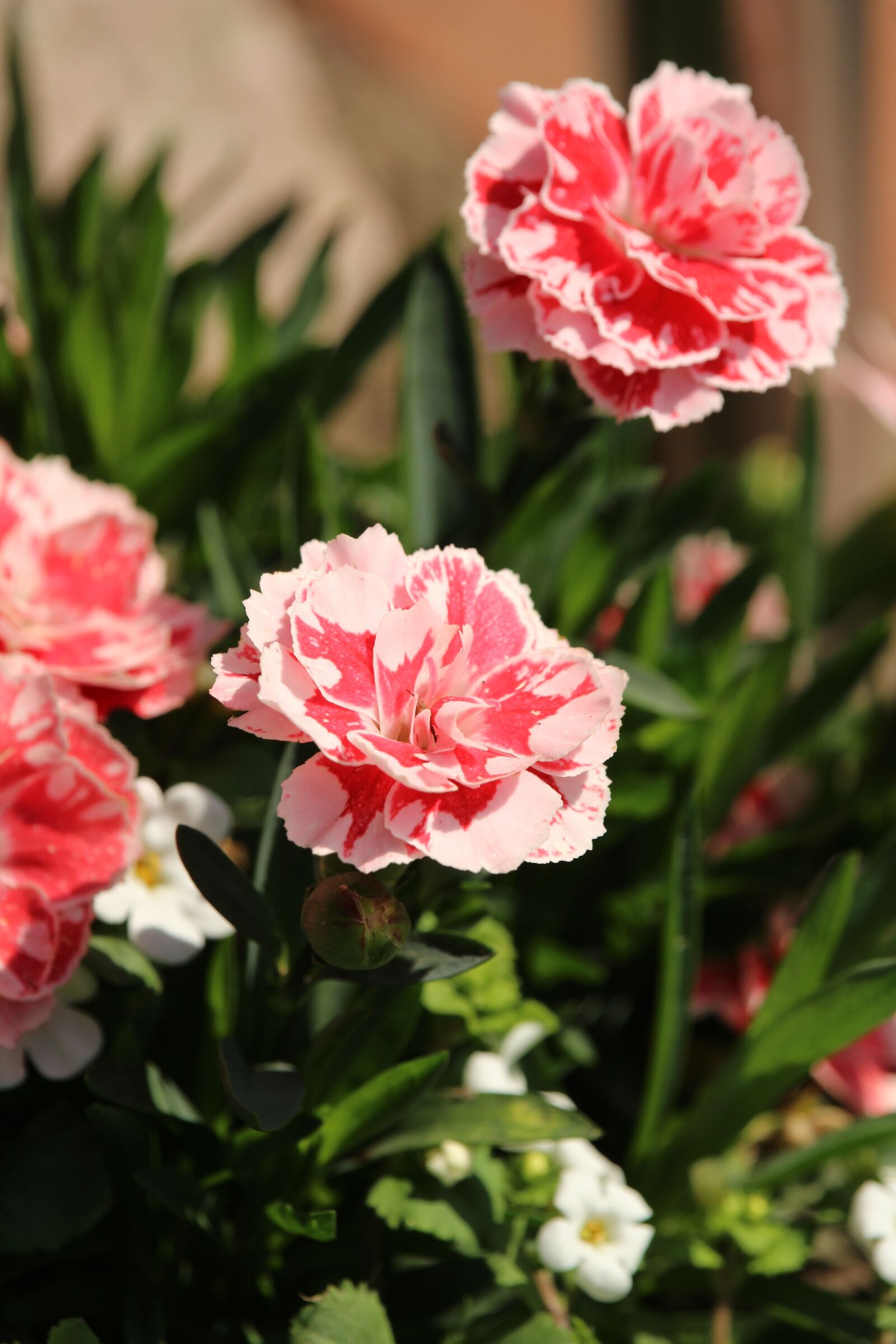 Canon EOS 1200D (EOS Rebel T5 / EOS Kiss X70 / EOS Hi) sample photo. Cloves, pink, flowers photography