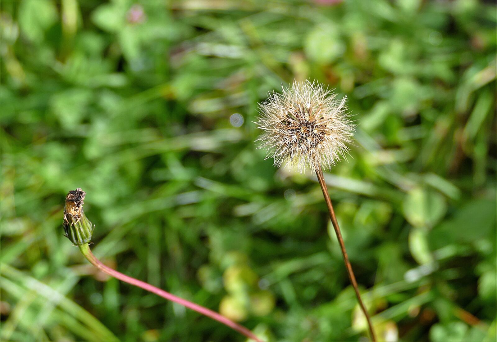 Panasonic Lumix DMC-FZ1000 sample photo. Dandelion, macro, seeds photography