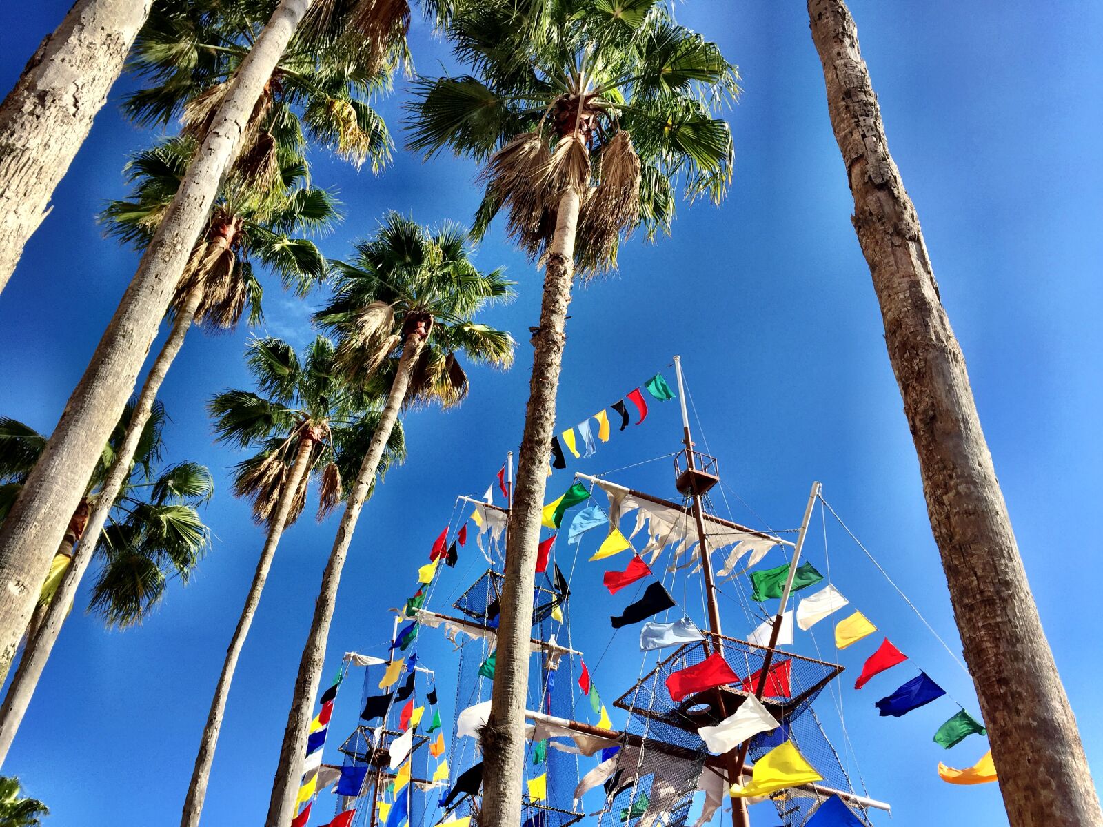 Apple iPhone 6 sample photo. Flags, florida, palm, trees photography