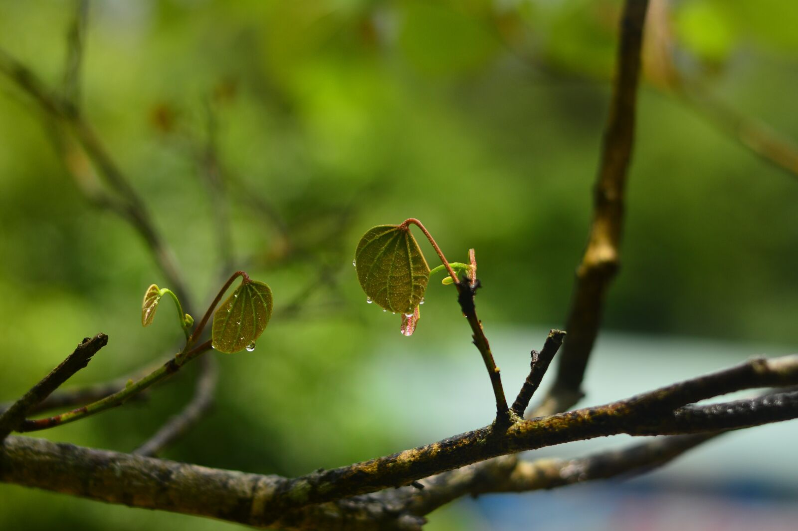 Nikon D3200 sample photo. Xin, chun, ming photography