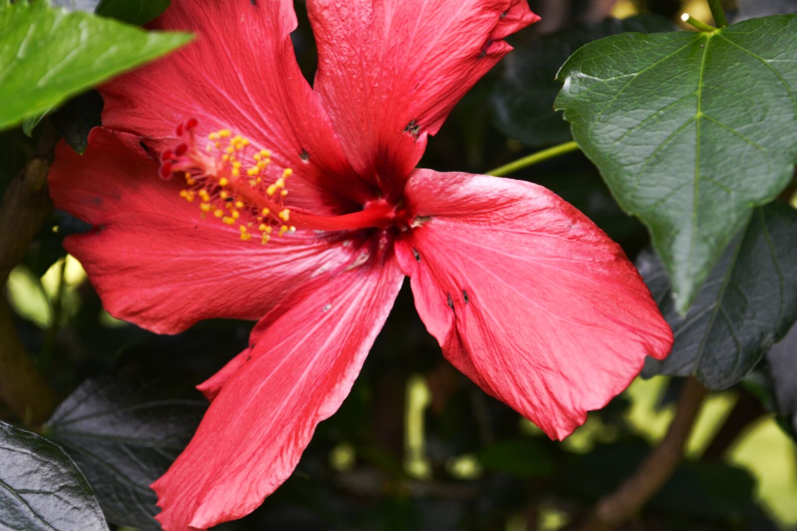 Nikon D3100 sample photo. Hibiscus, pink, blossom photography