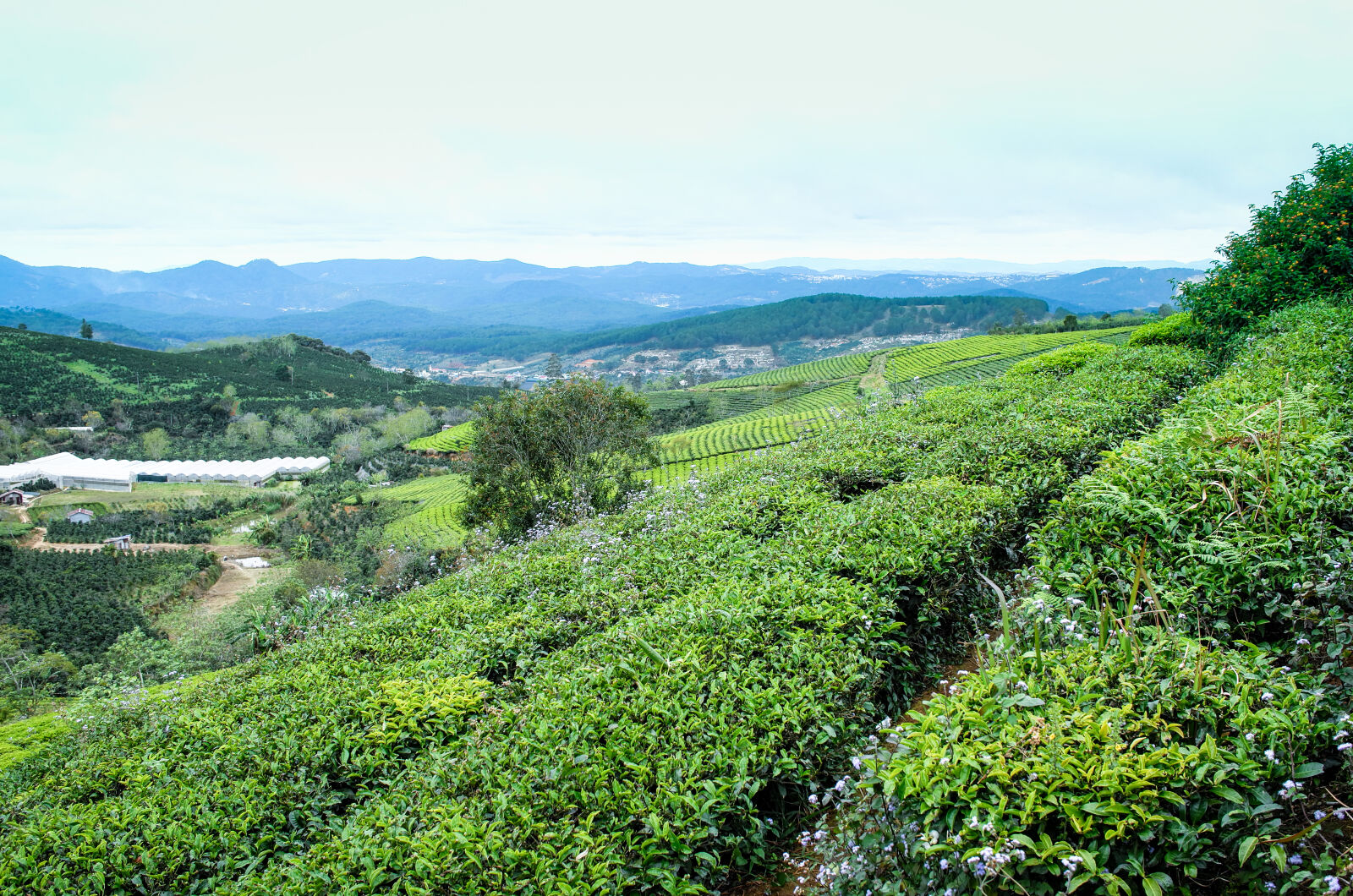 Leica T (Typ 701) sample photo. Green, hill, landscape, tea photography