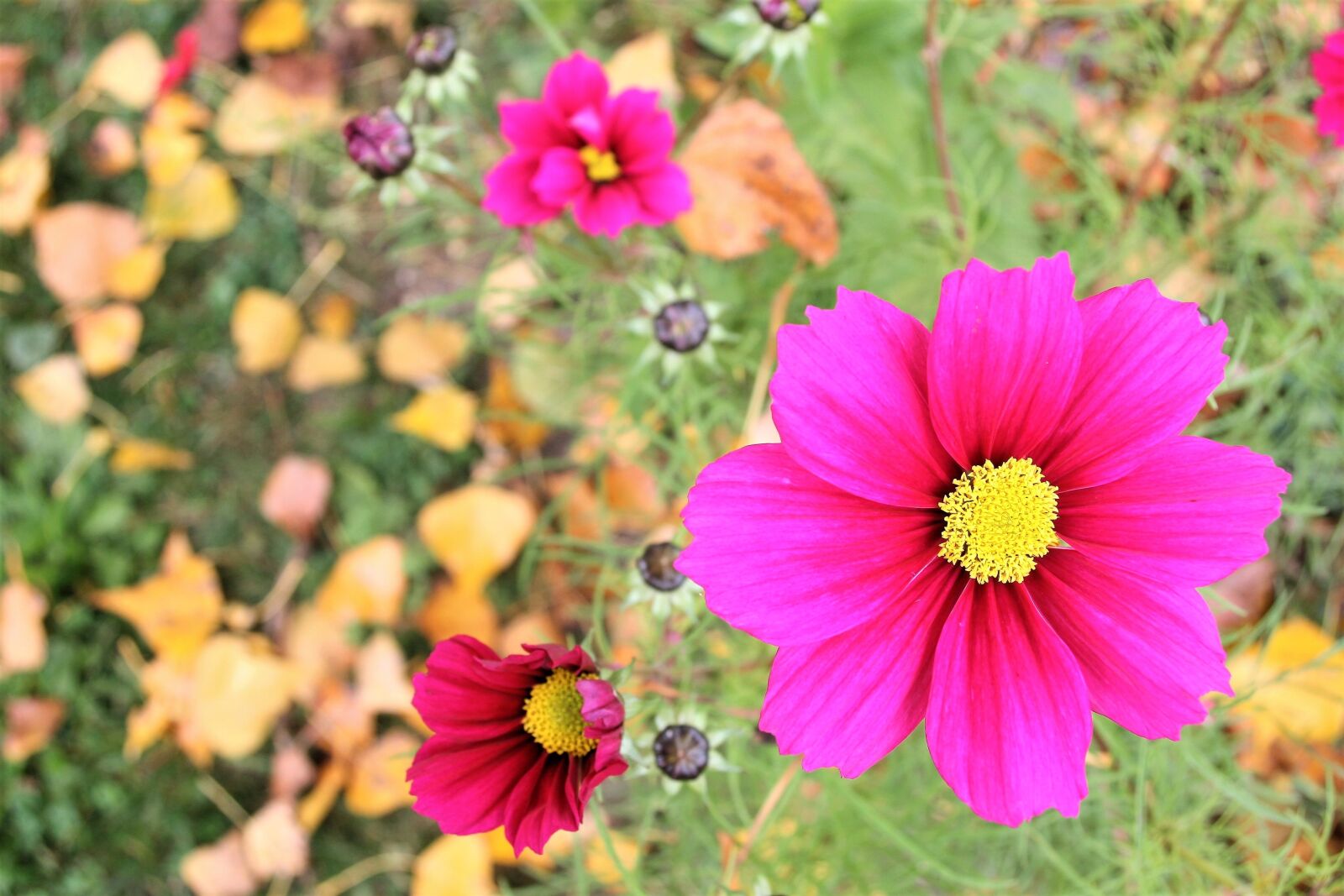Canon EOS 400D (EOS Digital Rebel XTi / EOS Kiss Digital X) sample photo. Anemones, autumn, yellow leaves photography