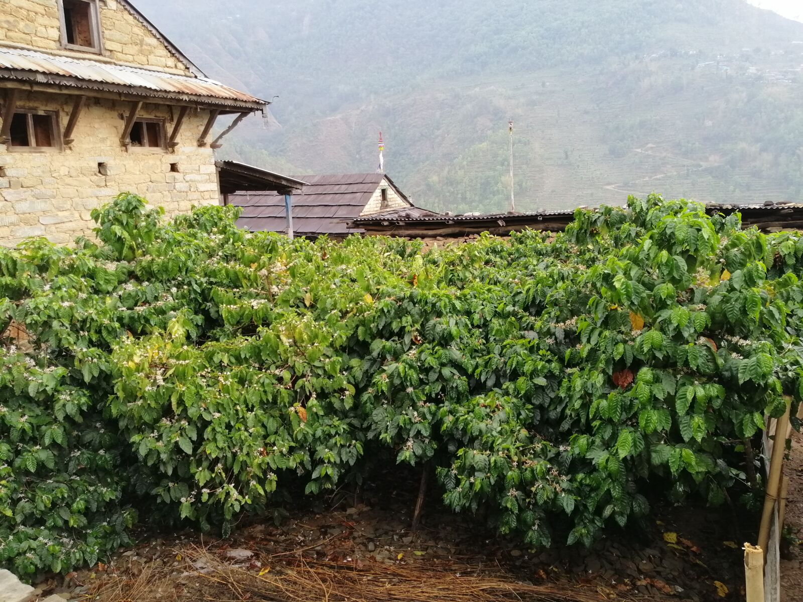 HUAWEI nova 3i sample photo. Coffee farming, village, nepal photography