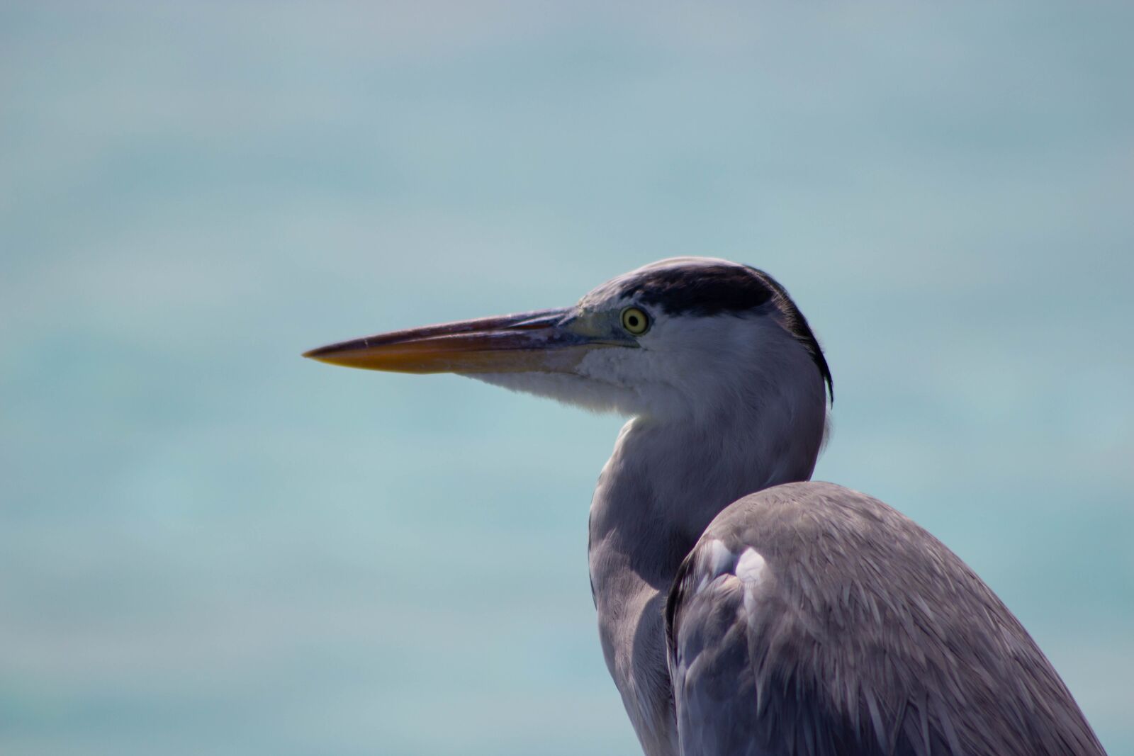 Canon EOS 600D (Rebel EOS T3i / EOS Kiss X5) sample photo. Grey heron, heron, heron photography