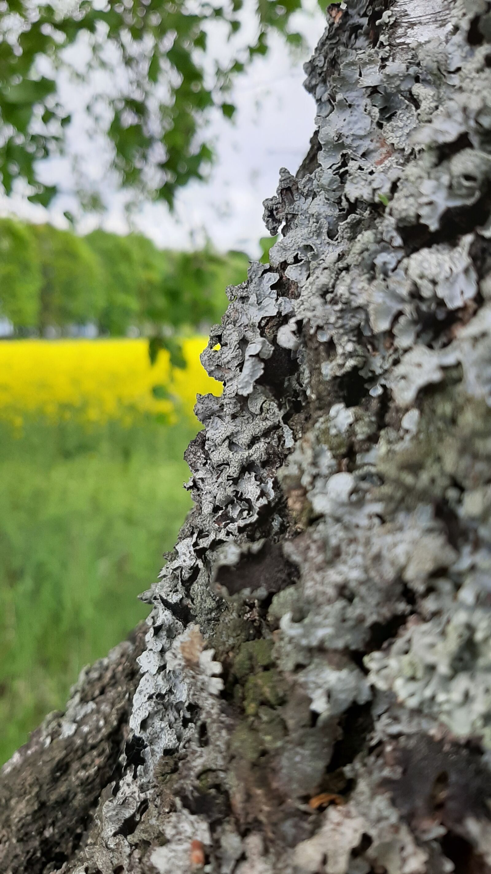 Samsung Galaxy A50 sample photo. Birch, nature, tree photography