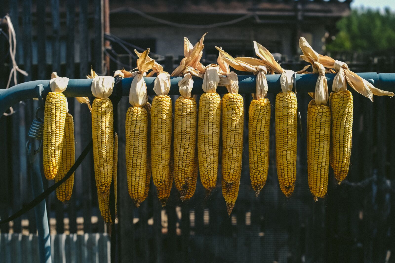 Fujifilm X-E1 sample photo. Corn, ears, fodder photography
