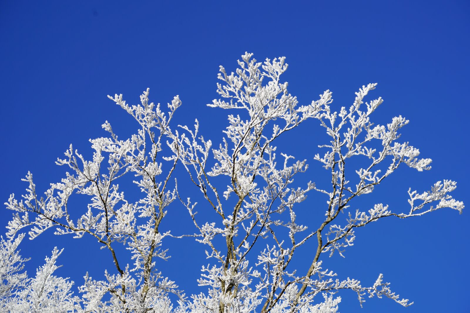 Sony a7R II + Sony FE 24-240mm F3.5-6.3 OSS sample photo. Hoarfrost, aesthetic, winter photography