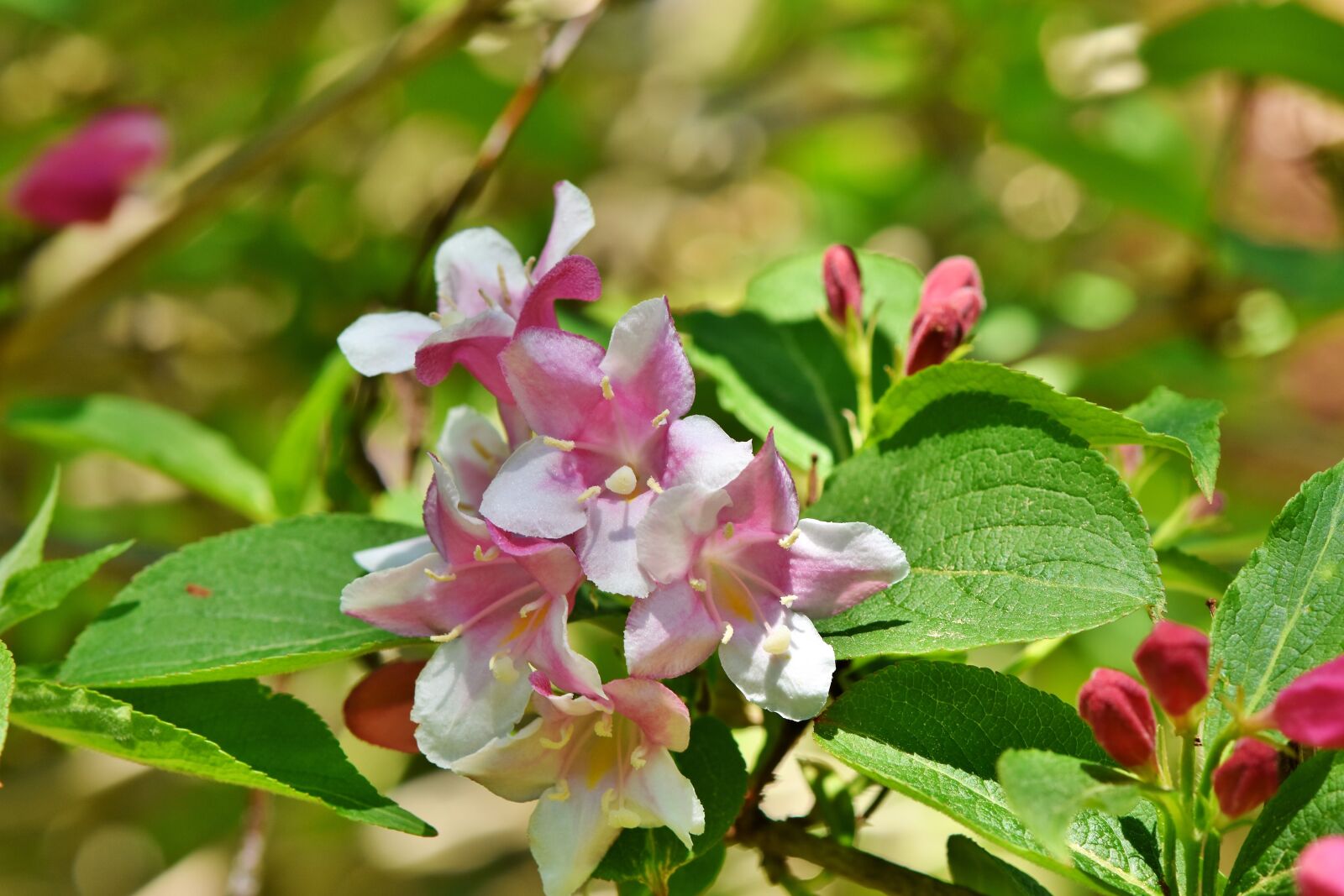 Nikon D7200 sample photo. Jasmin, jasmine flower, mock photography
