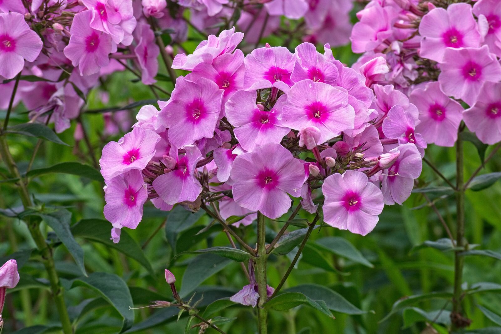 Nikon D7100 sample photo. Phlox, flame flowers, lock-up photography