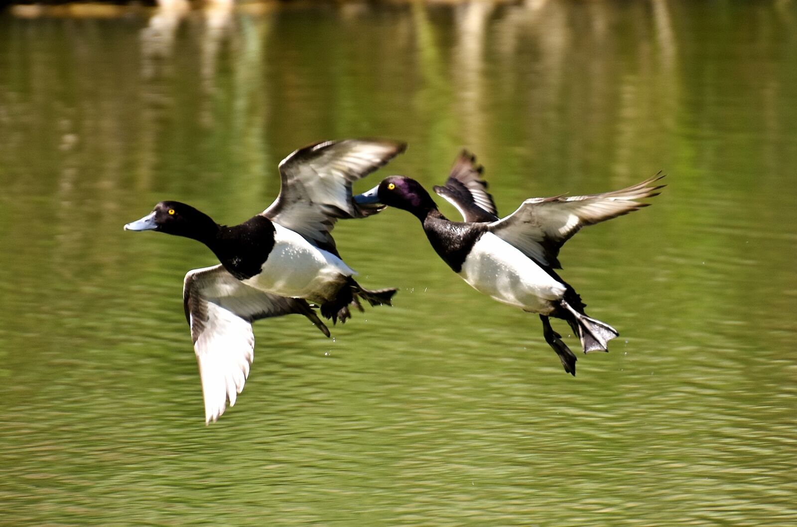 Nikon D7200 sample photo. Tufted duck, ducks, play photography