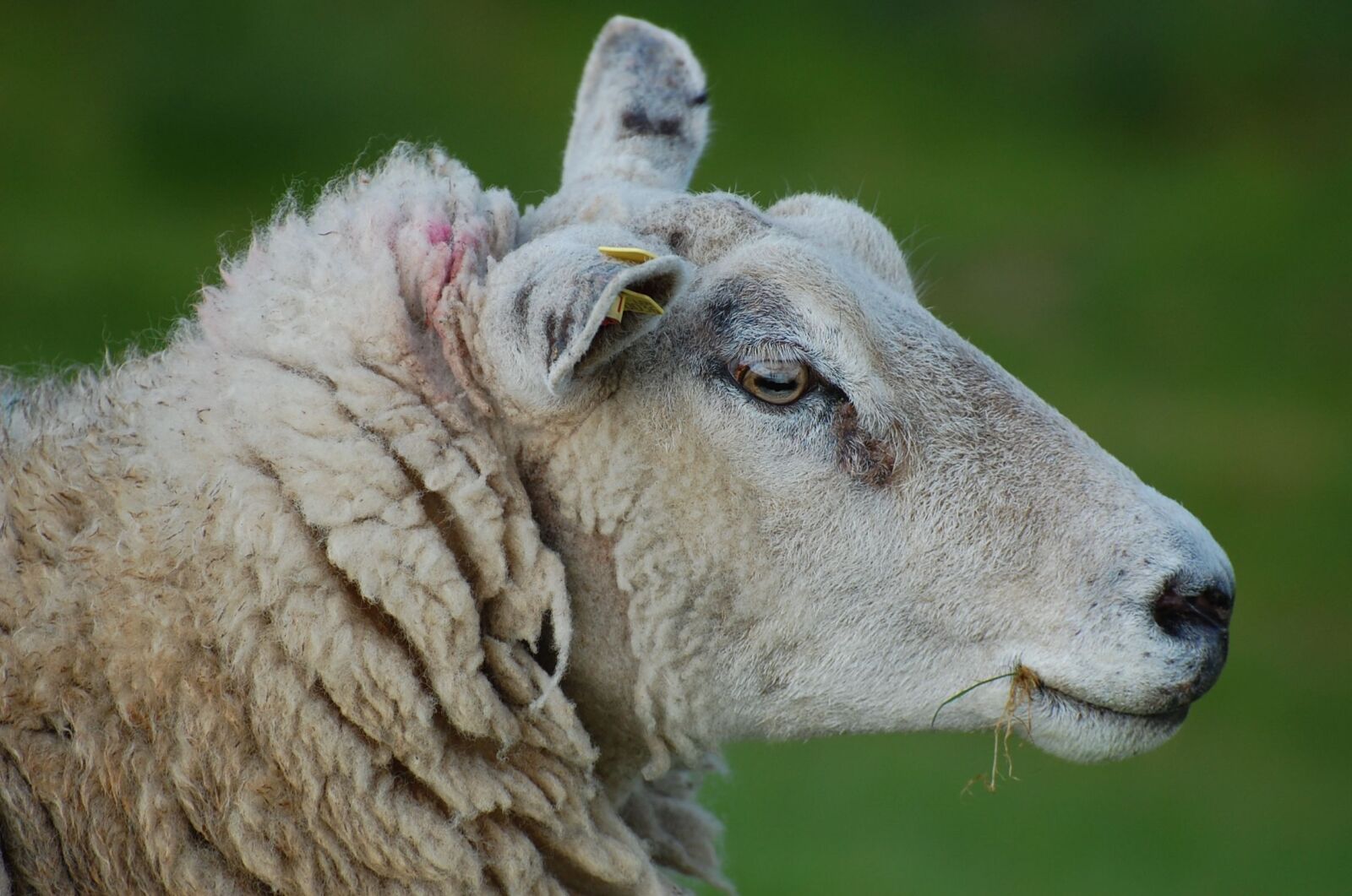 Nikon D40 sample photo. Sheep, dam, spring photography