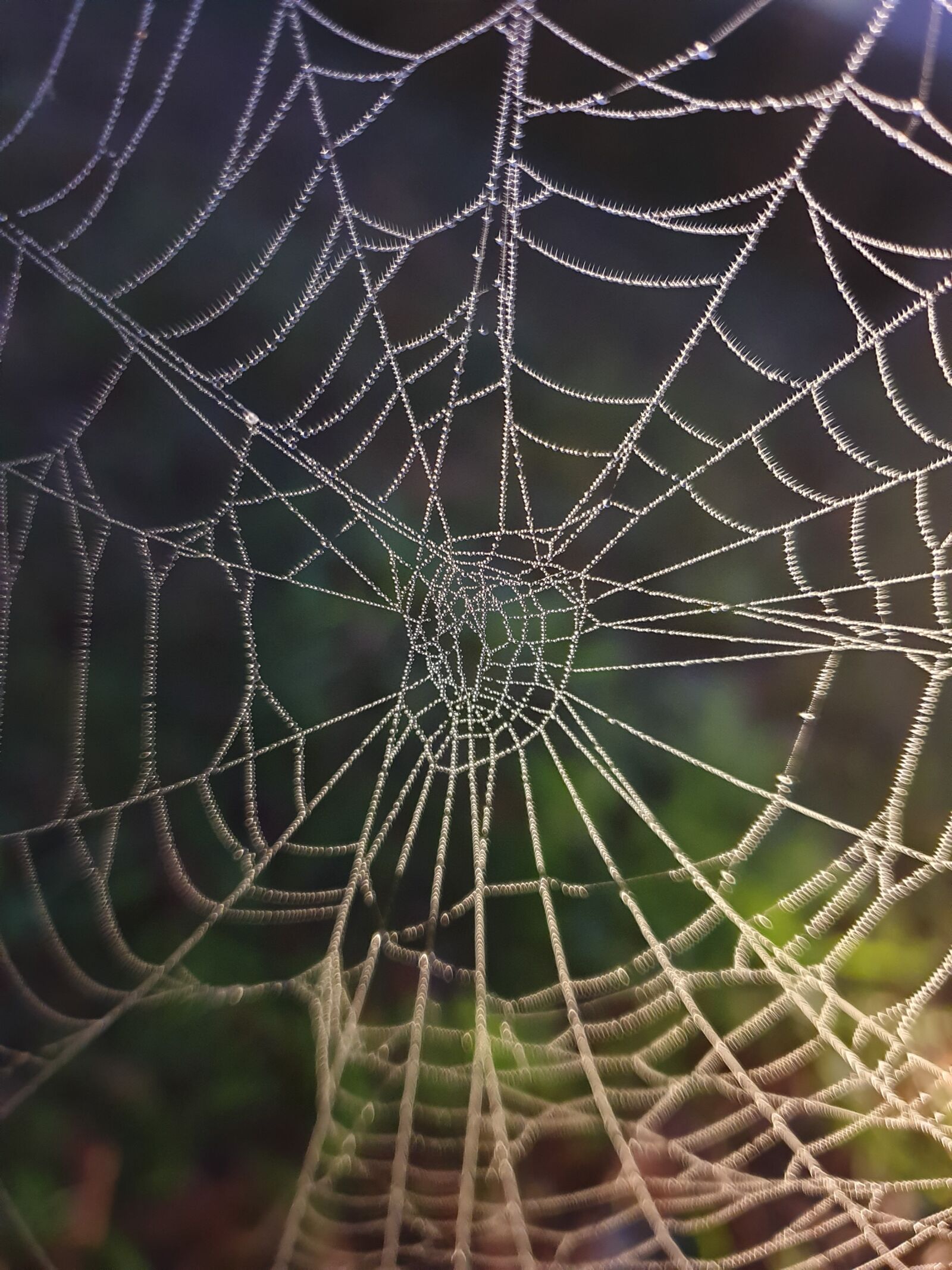 Samsung Galaxy S9 sample photo. Cobweb, web, dewdrop photography