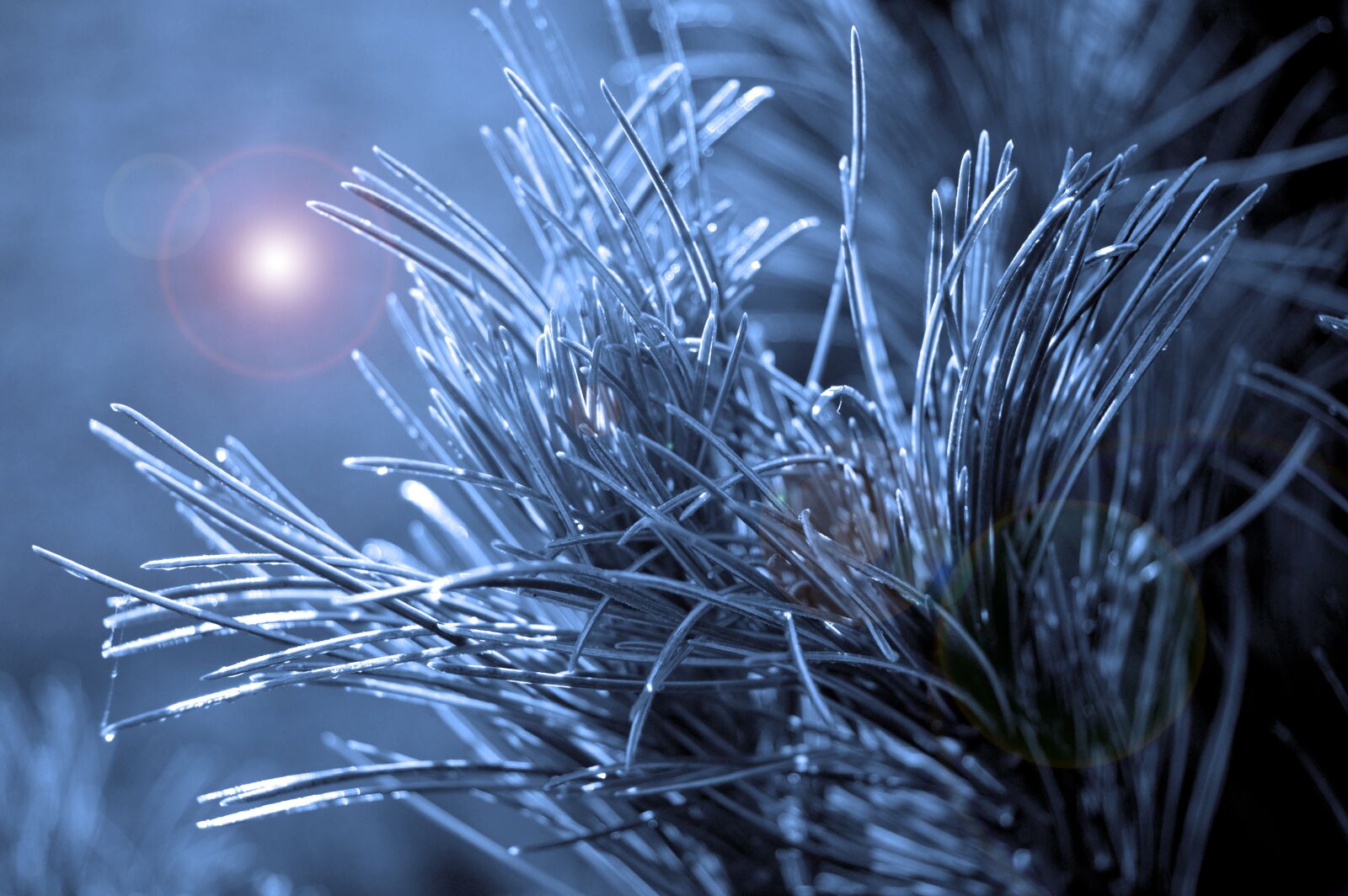 Nikon D3200 sample photo. Pine needle, pine branch photography