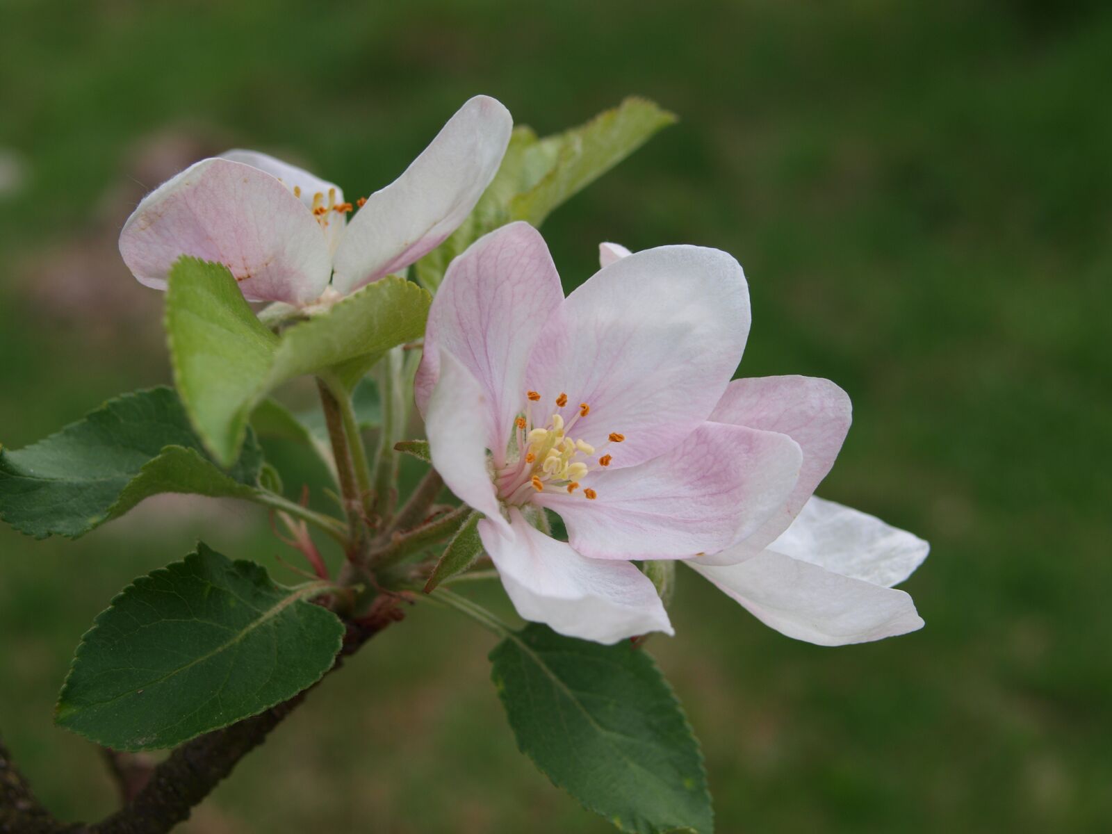 Olympus E-420 (EVOLT E-420) sample photo. Apple flower, flowering, nature photography